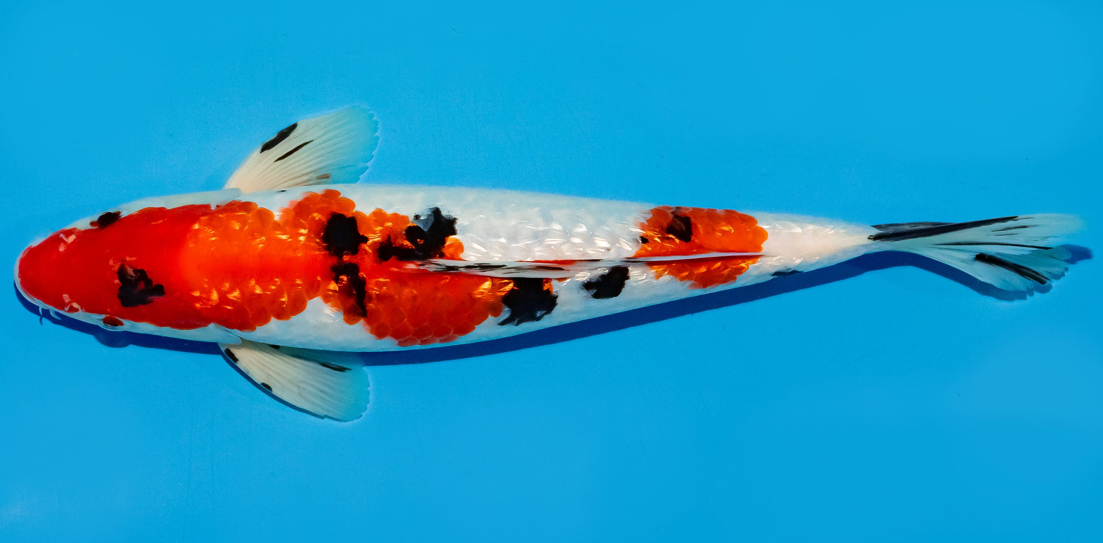 Koi 25-30cm Nr. 5307