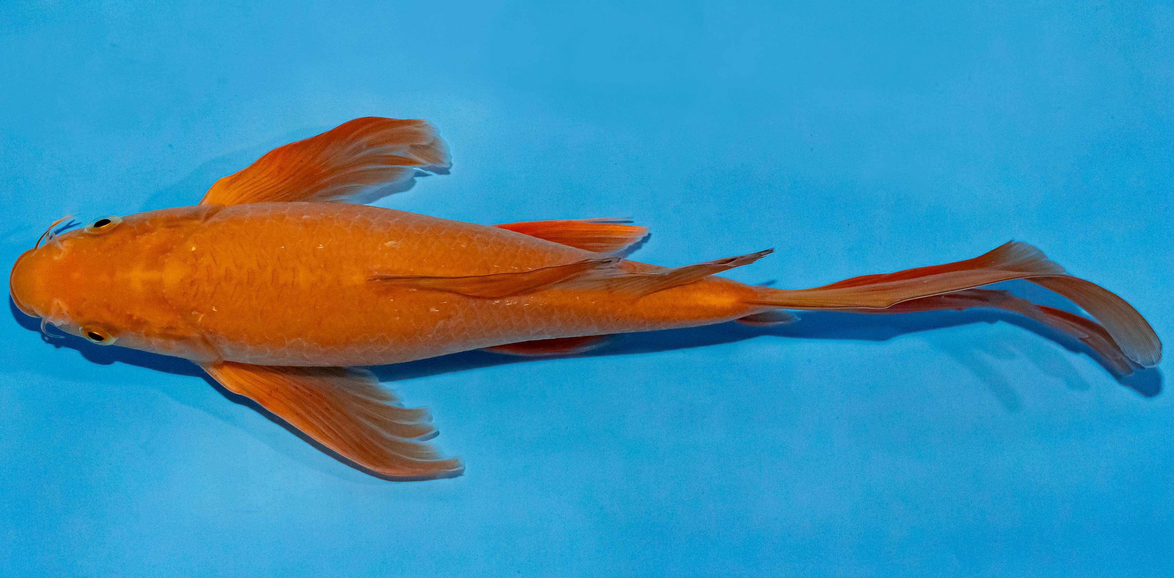 Butterfly Koi 25-30cm Nr. 2384