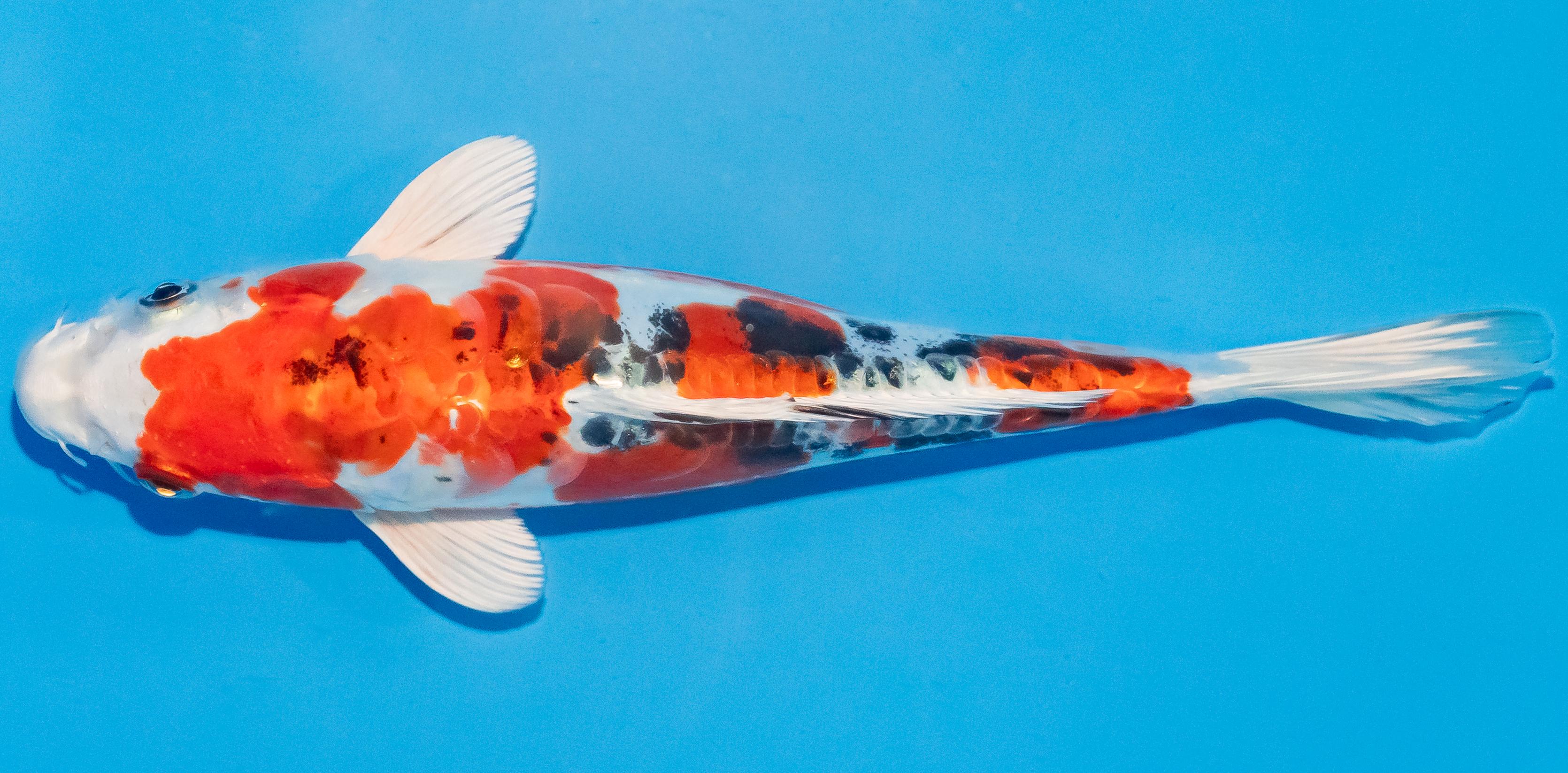 Koi 20-25cm Nr. 2828