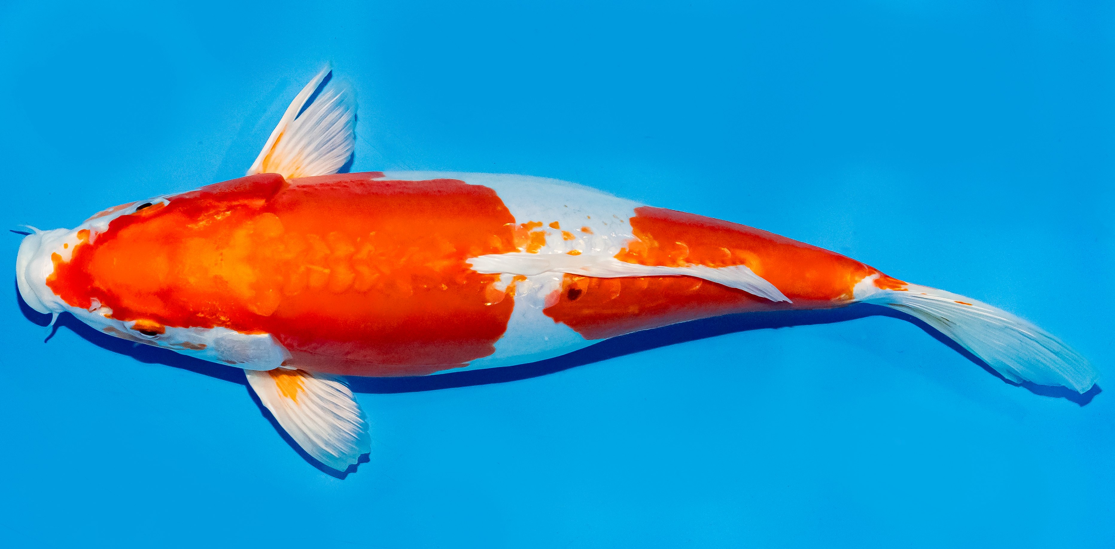 Koi 30-35cm Nr. 6320