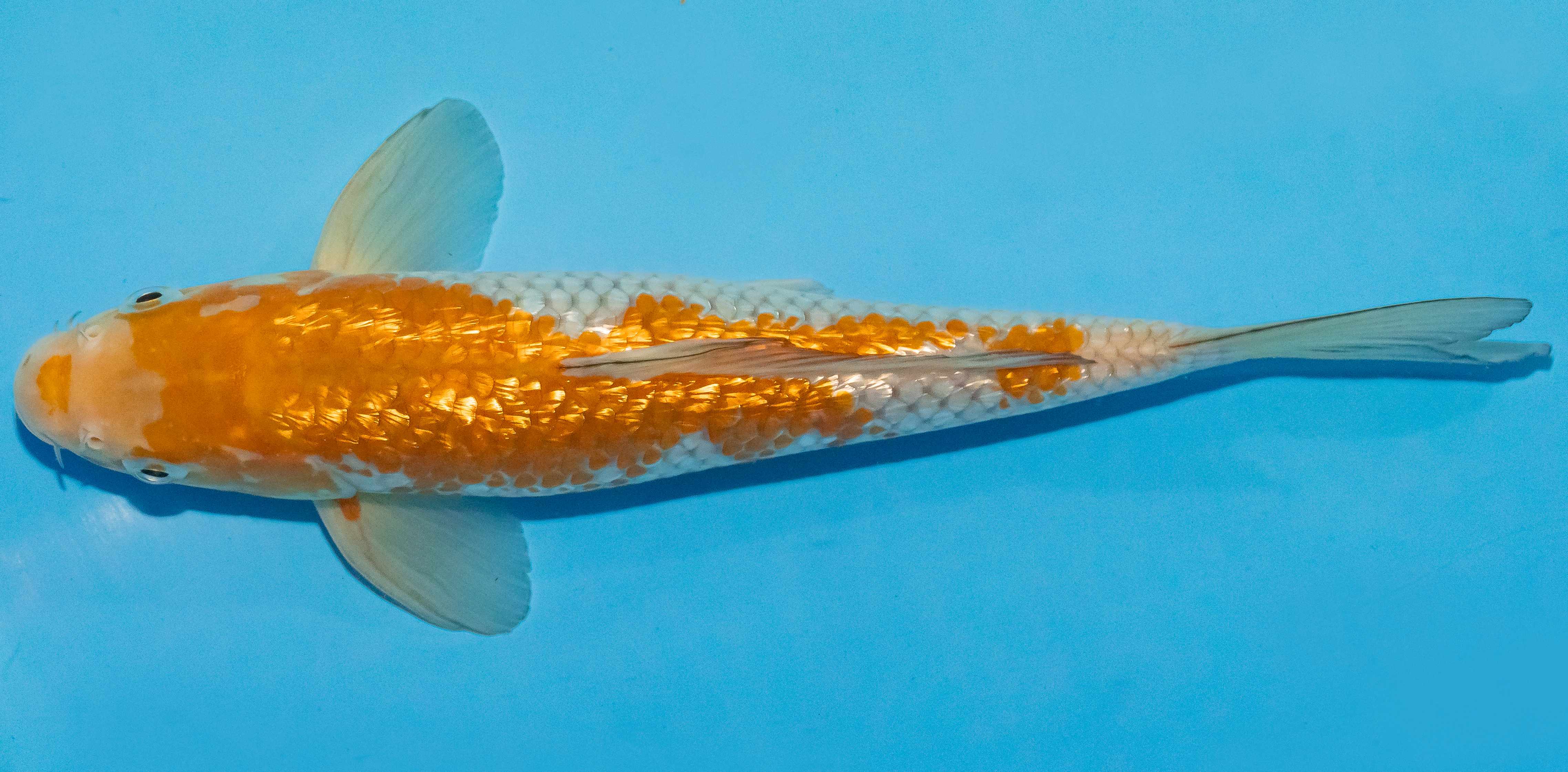 Koi 25-30cm Nr. 1567