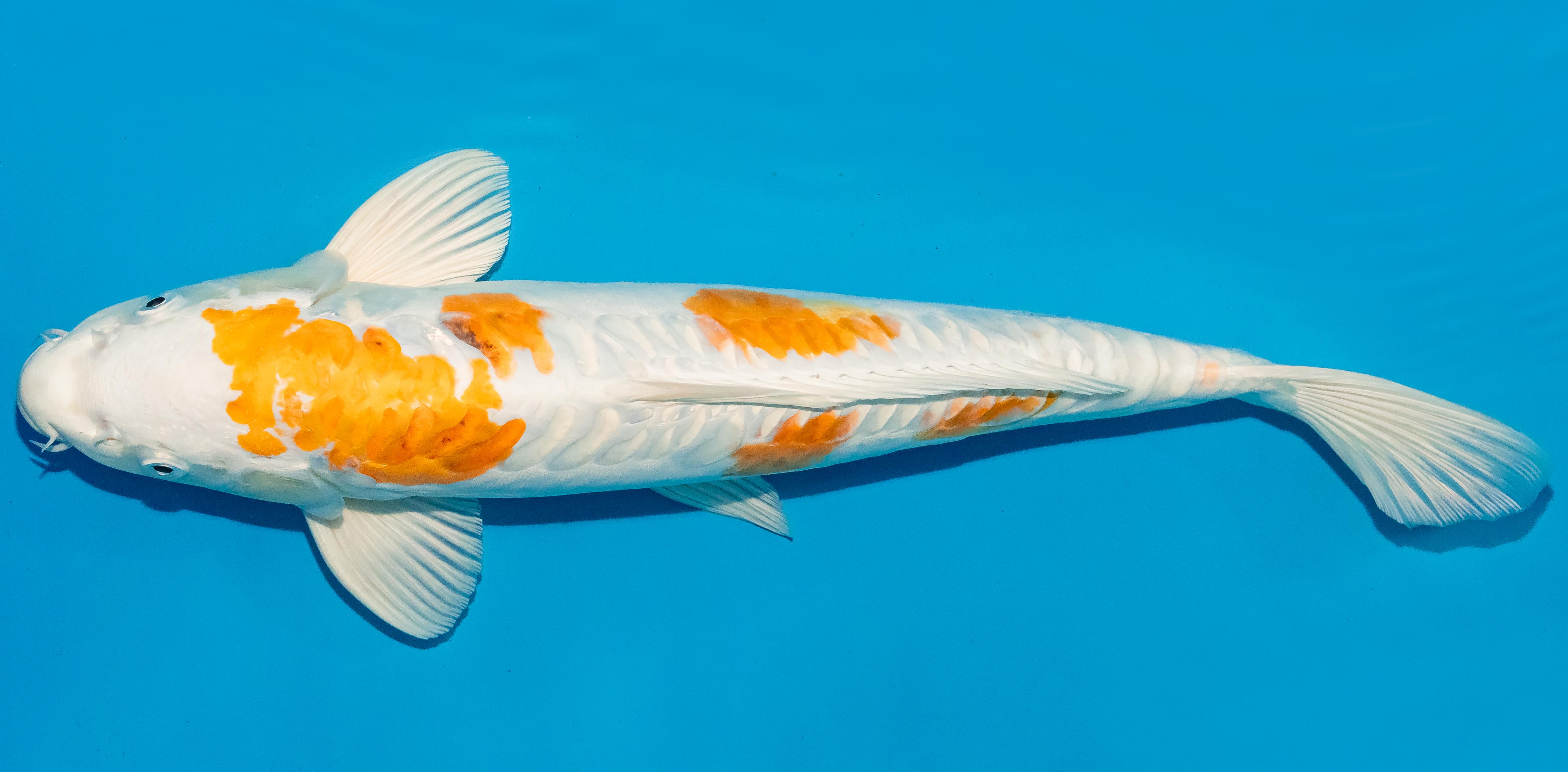 Koi 40-45cm Nr. 4971