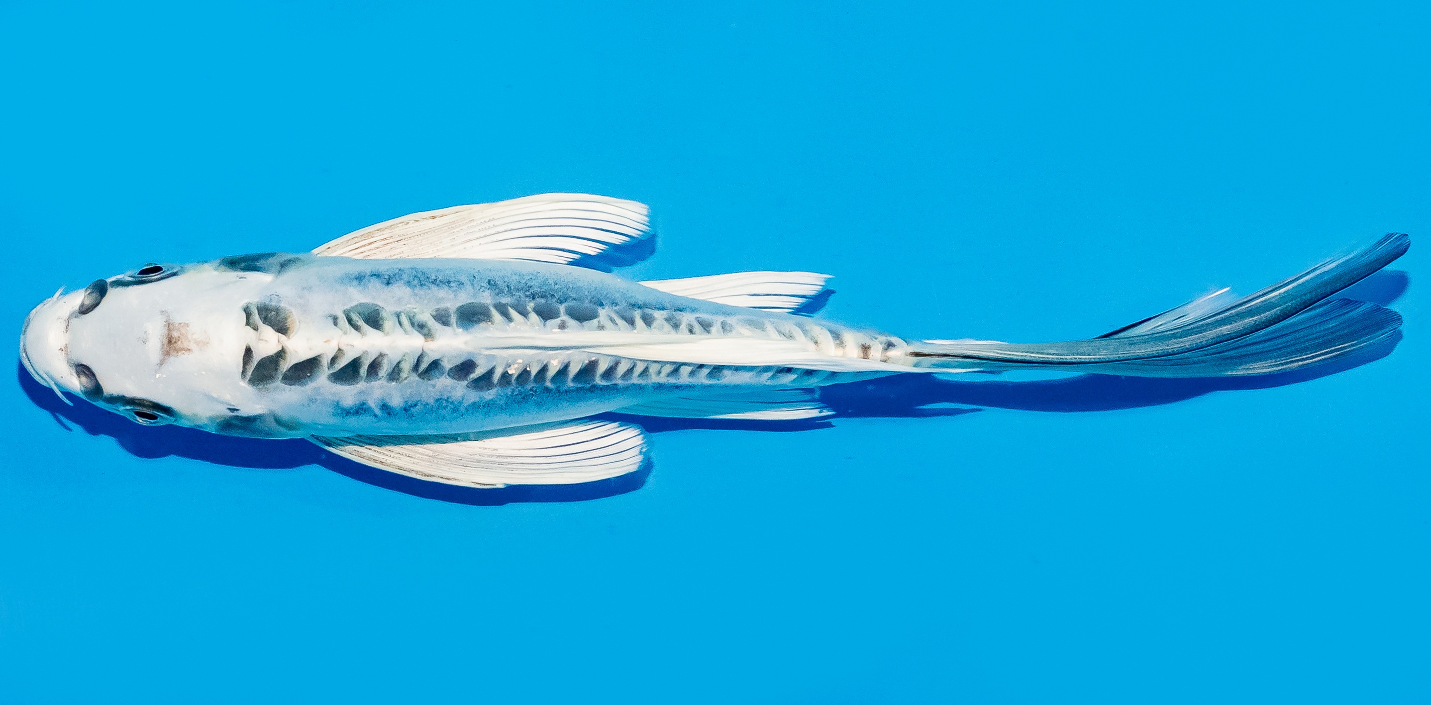 Butterfly Koi 20-25cm Nr. 8505