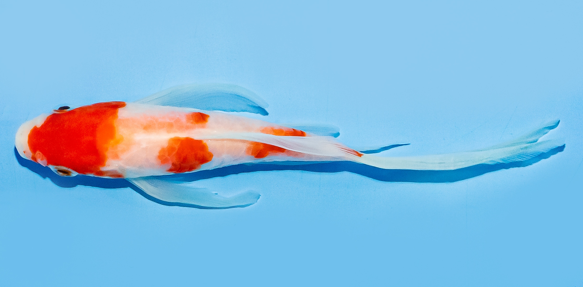 Butterfly Koi 14-17cm Nr. 8209