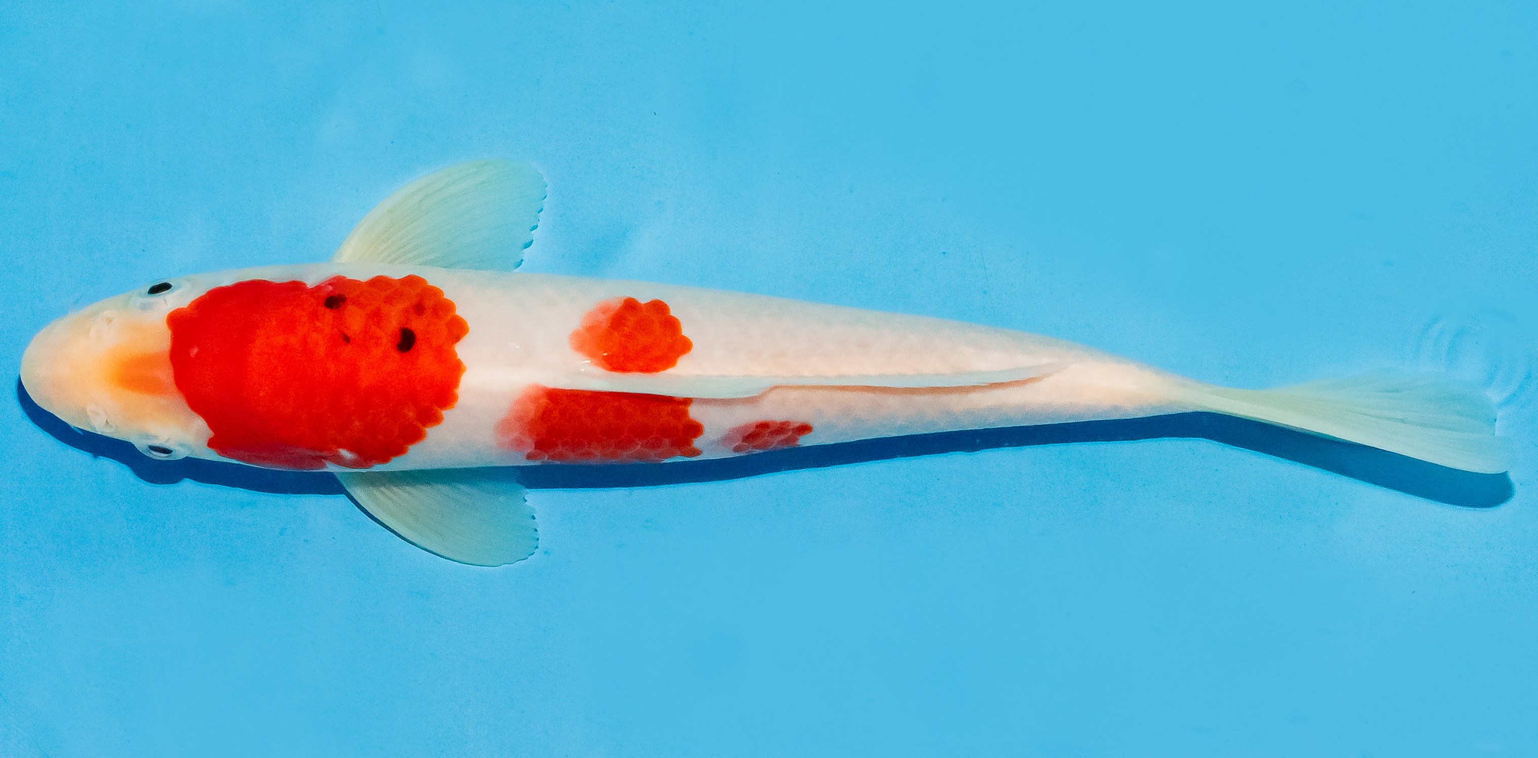 Koi 20-25cm Nr. 6031