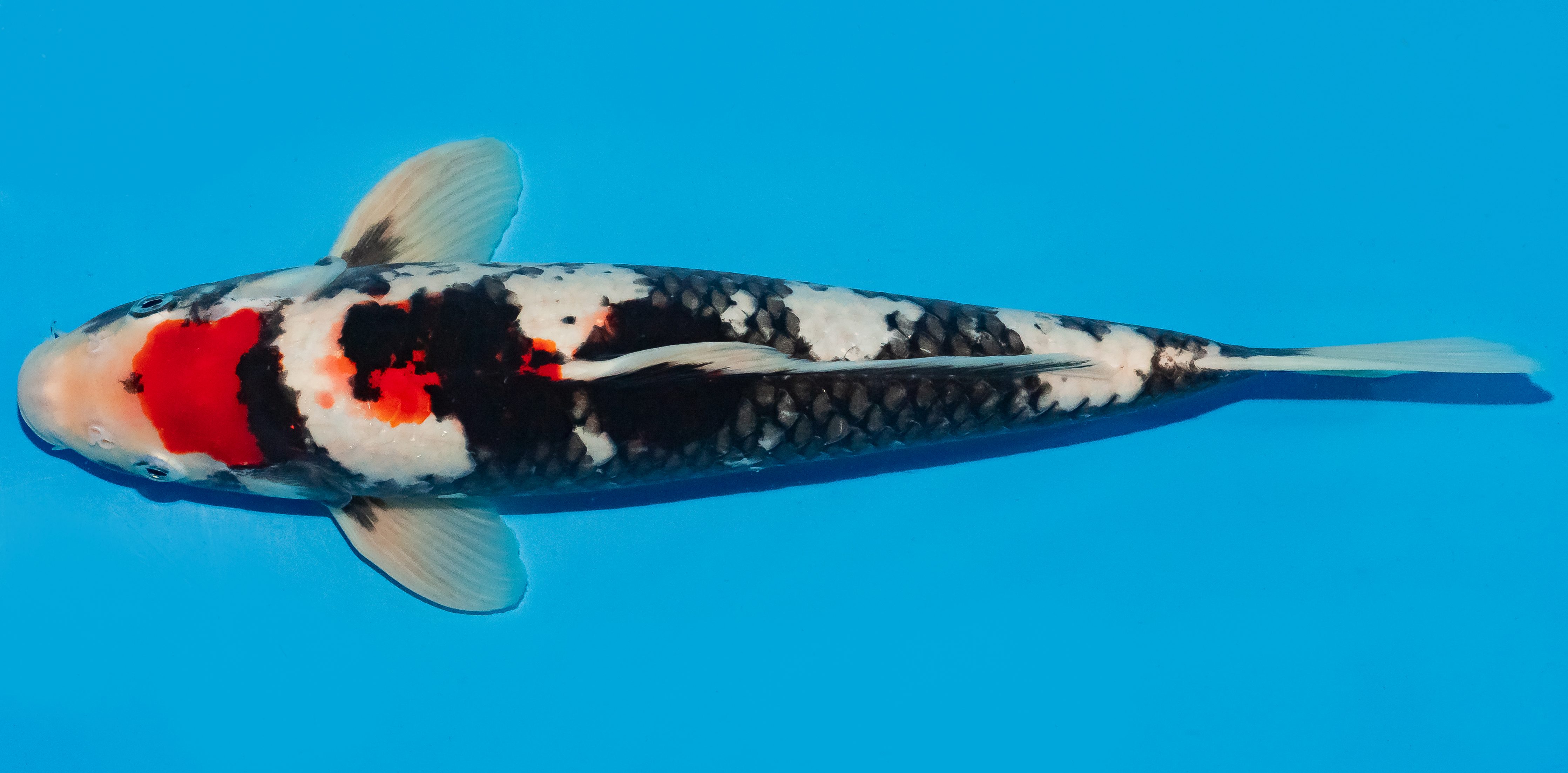 Koi 35-40cm Nr. 6728