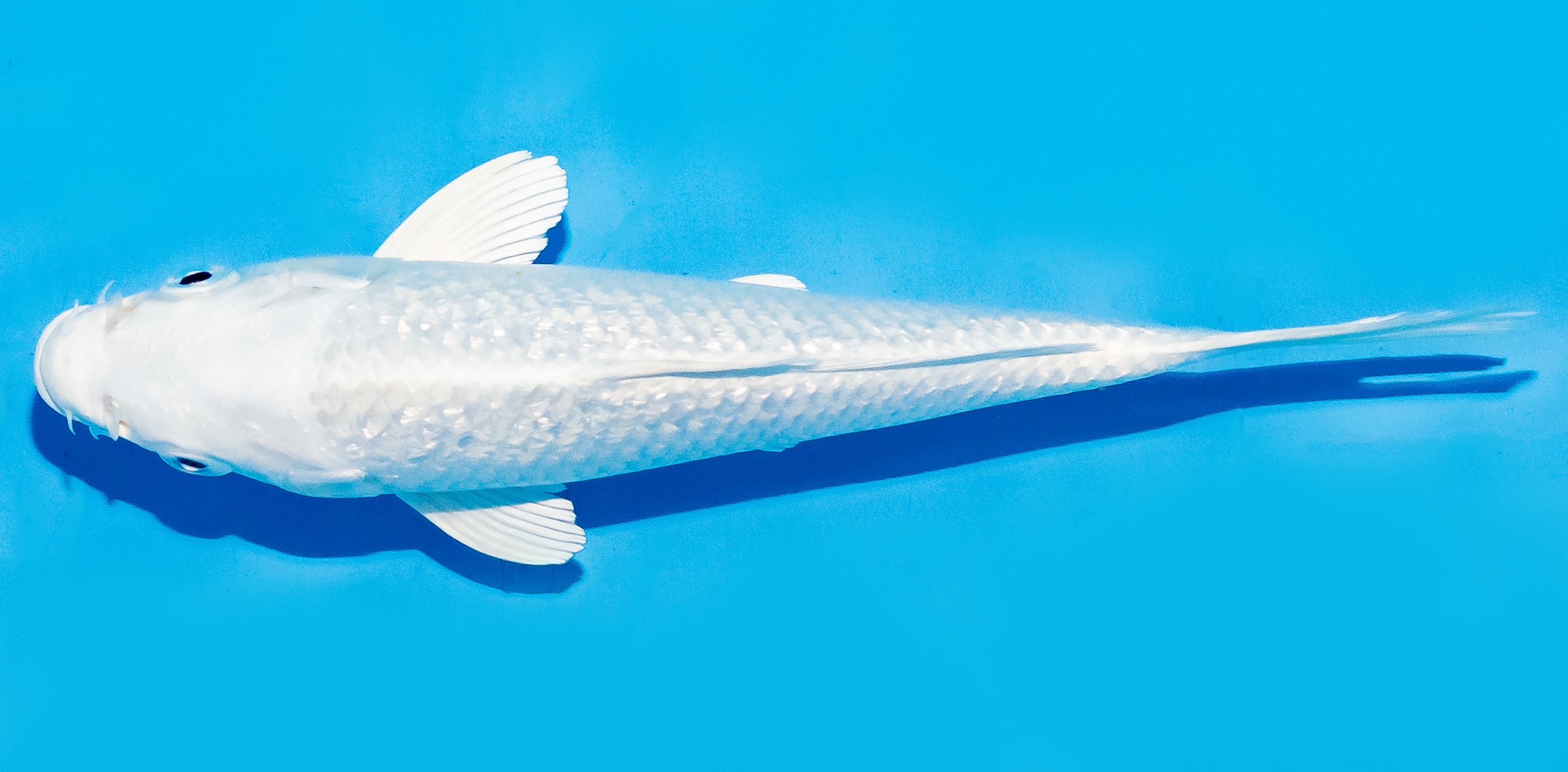 Koi 17-20cm Nr. 8737