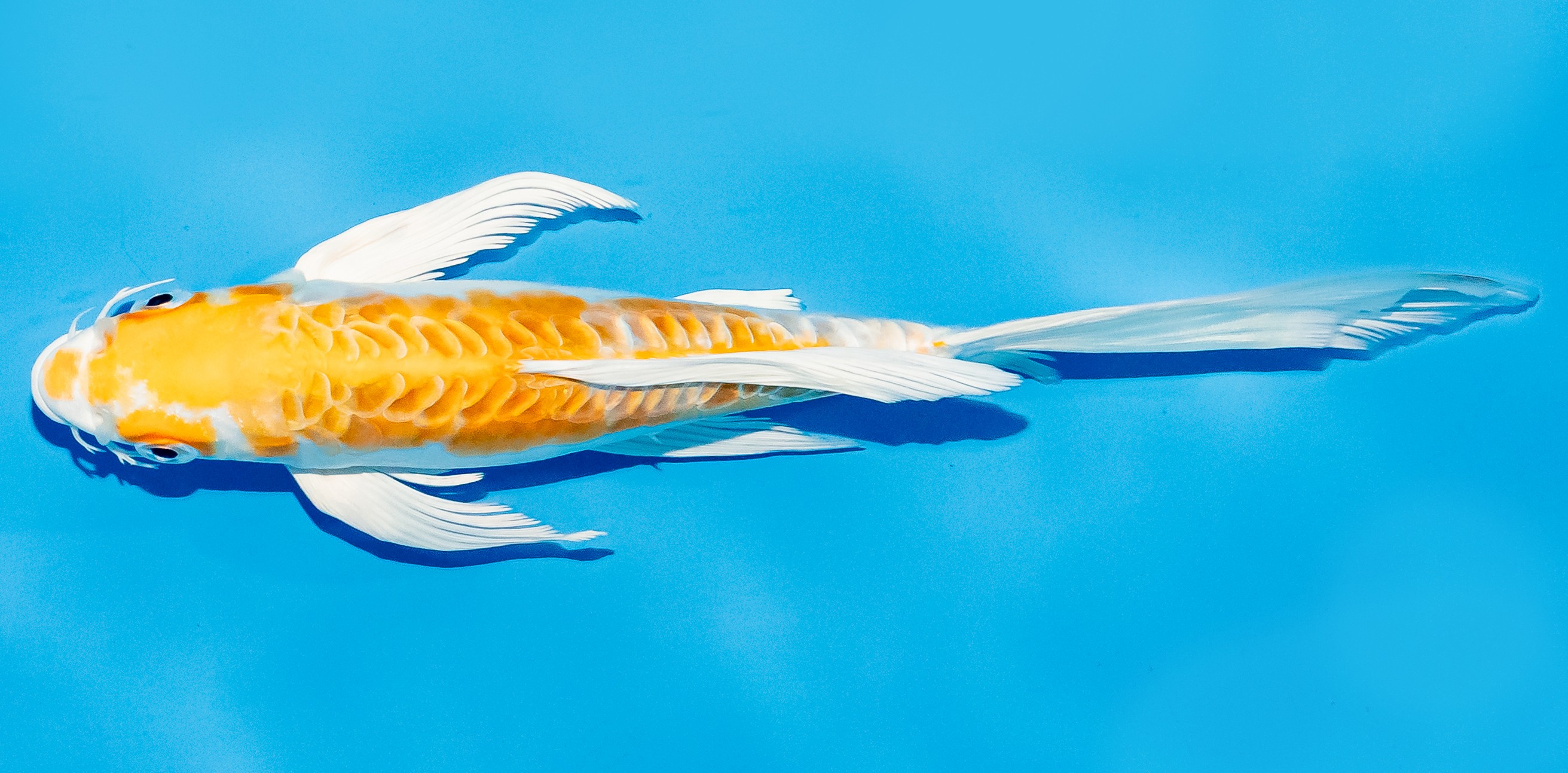 Butterfly Koi 20-25cm Nr. 5415