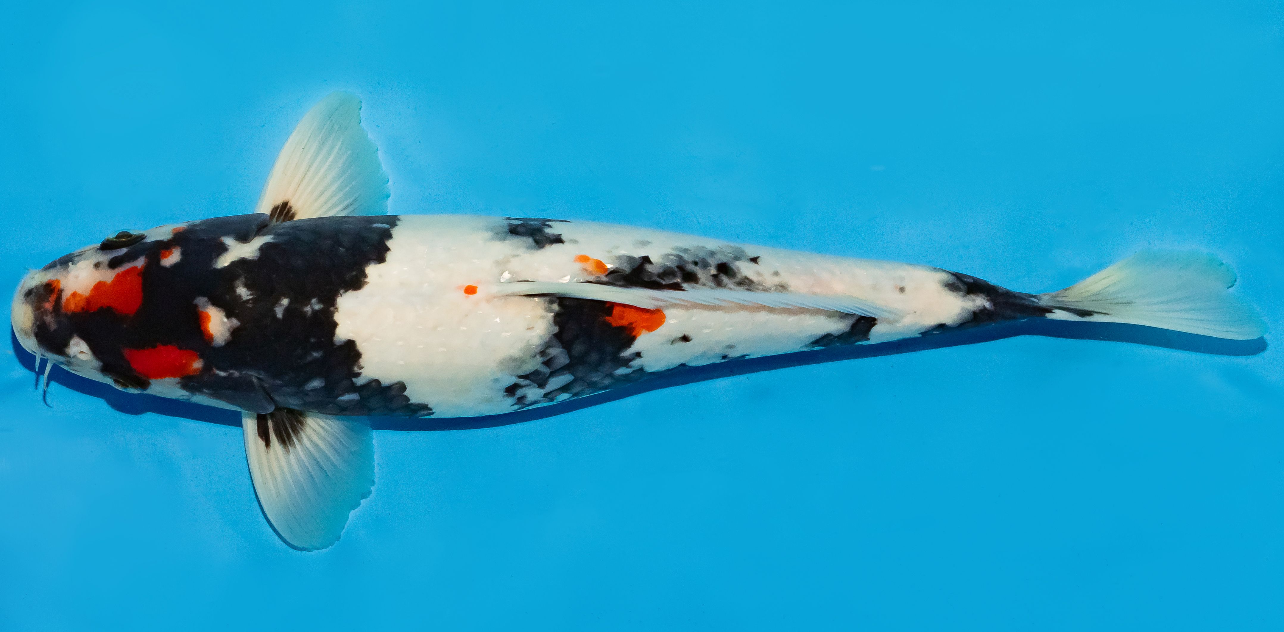 Koi 35-40cm Nr. 6706