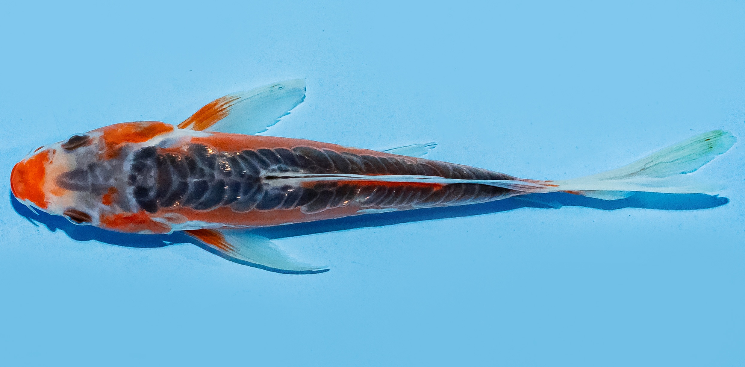 Butterfly Koi 17-20cm Nr. 6932