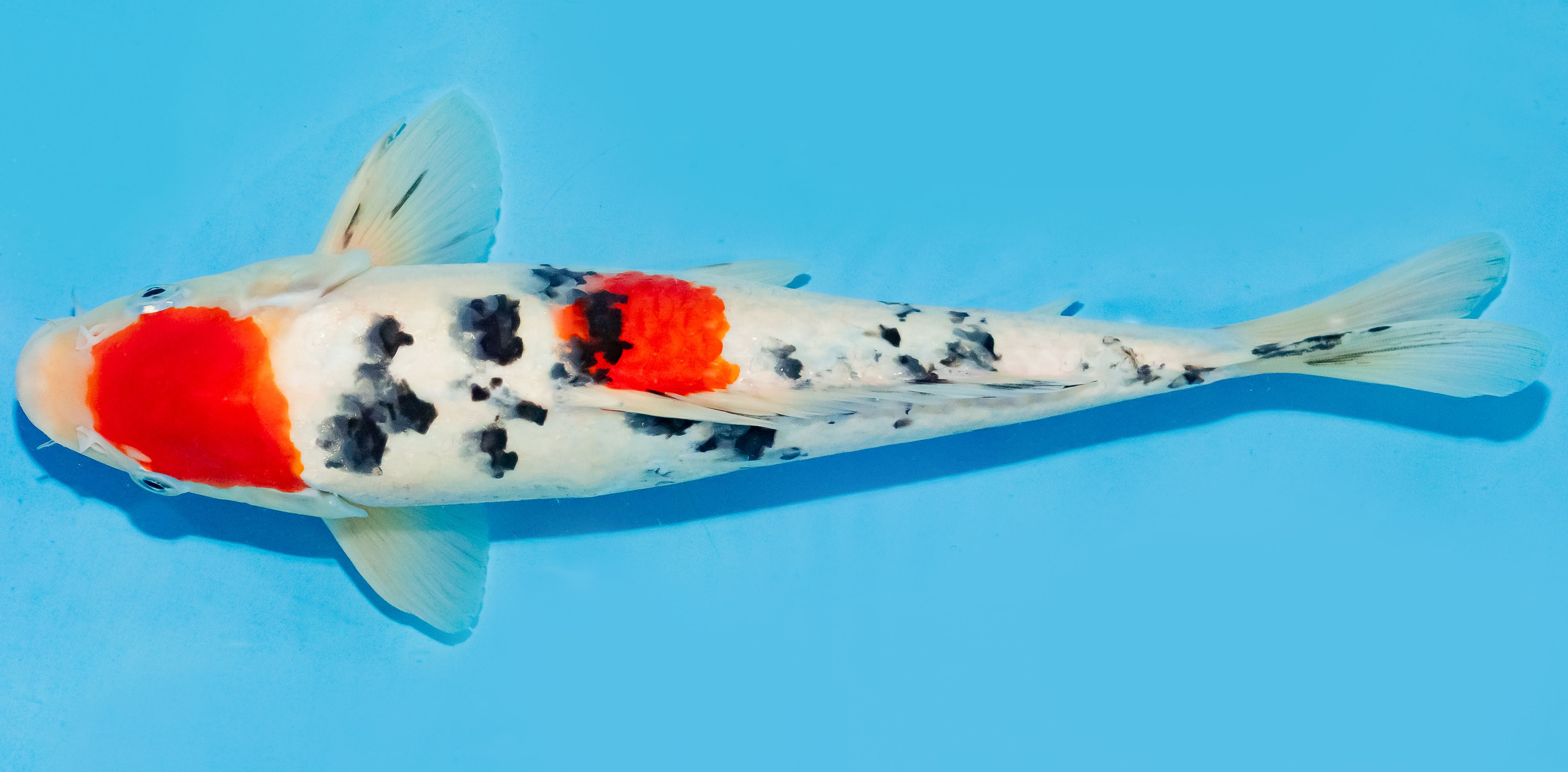 Koi 30-35cm Nr. 7639