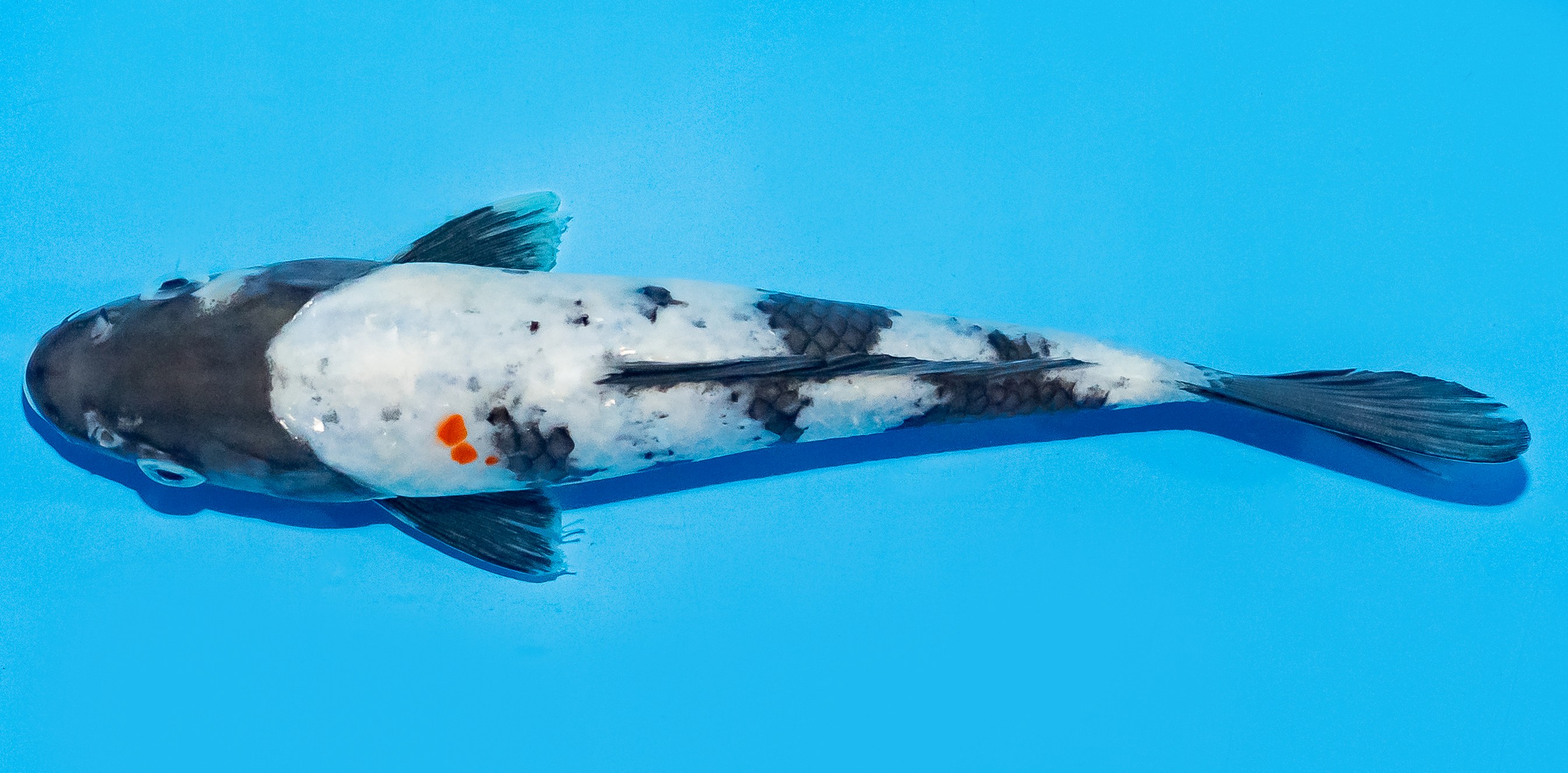 Koi 17-20cm Nr. 8724