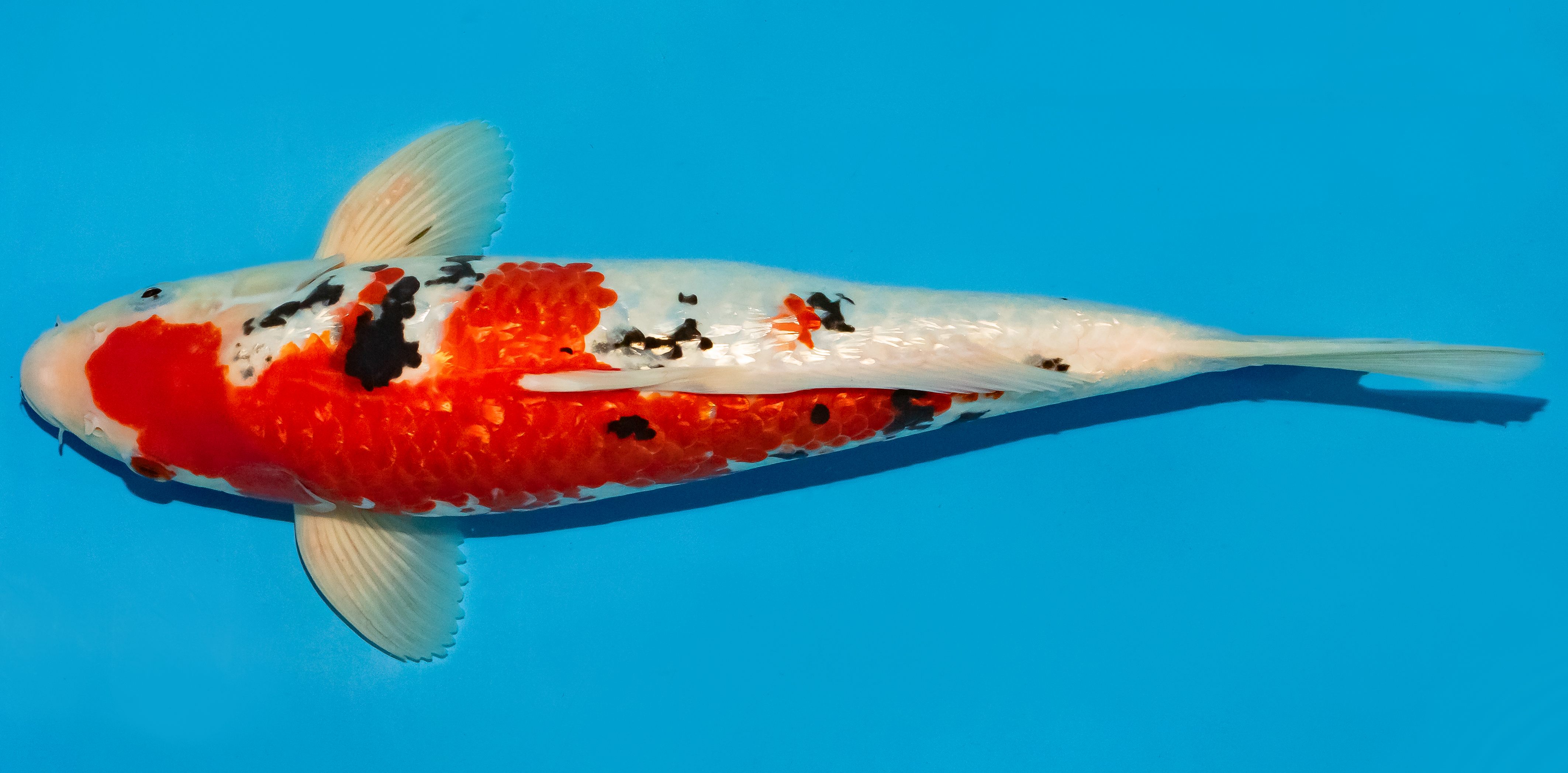 Koi 35-40cm Nr. 6725