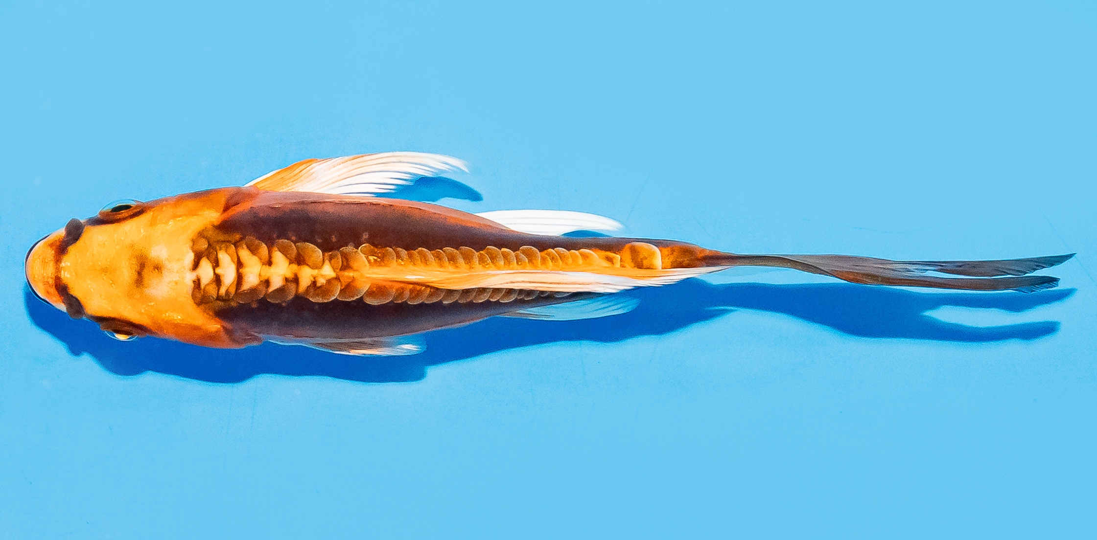 Butterfly Koi 14-17cm Nr. 8213