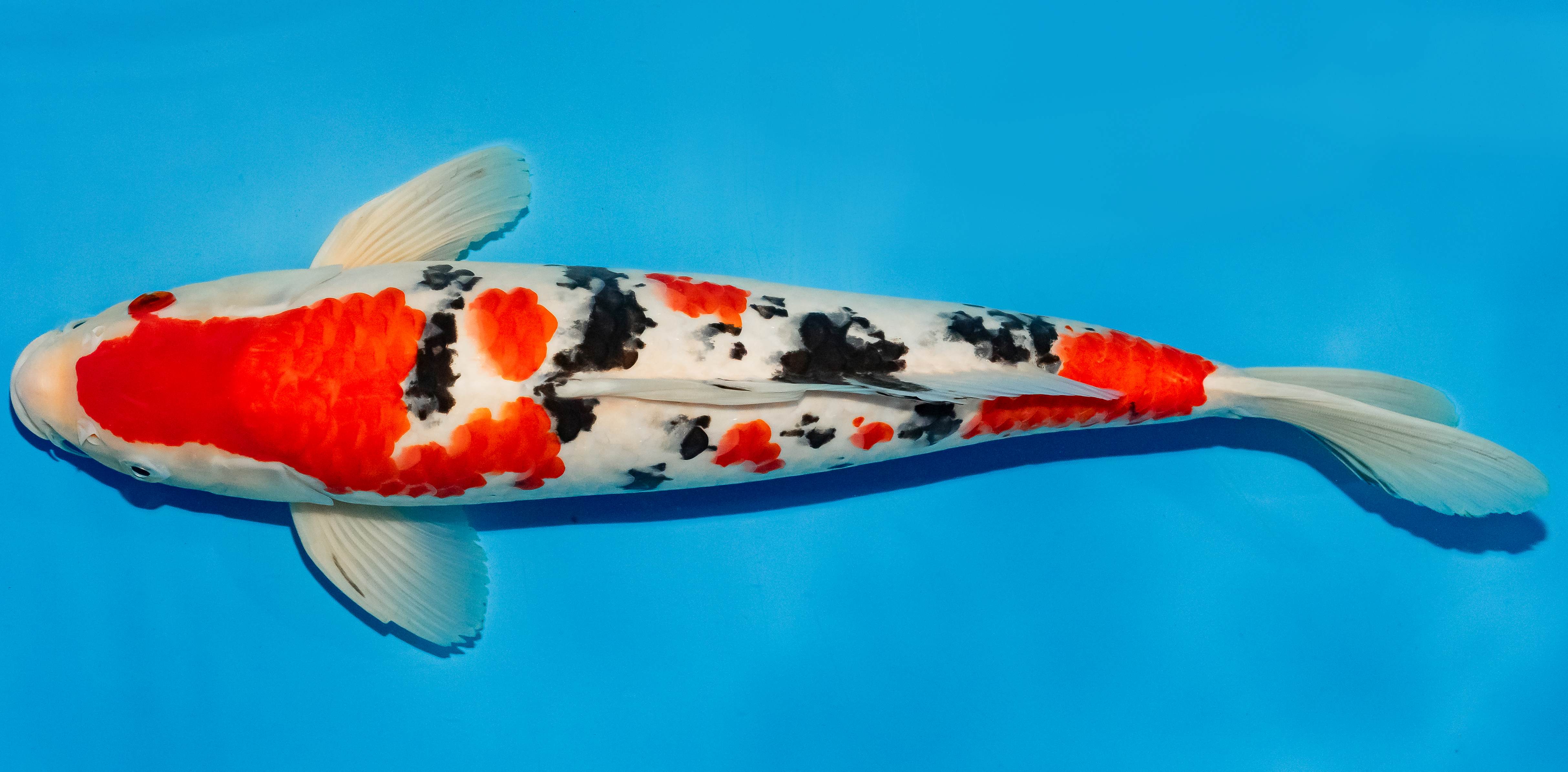 Koi 40-45cm Nr. 4910
