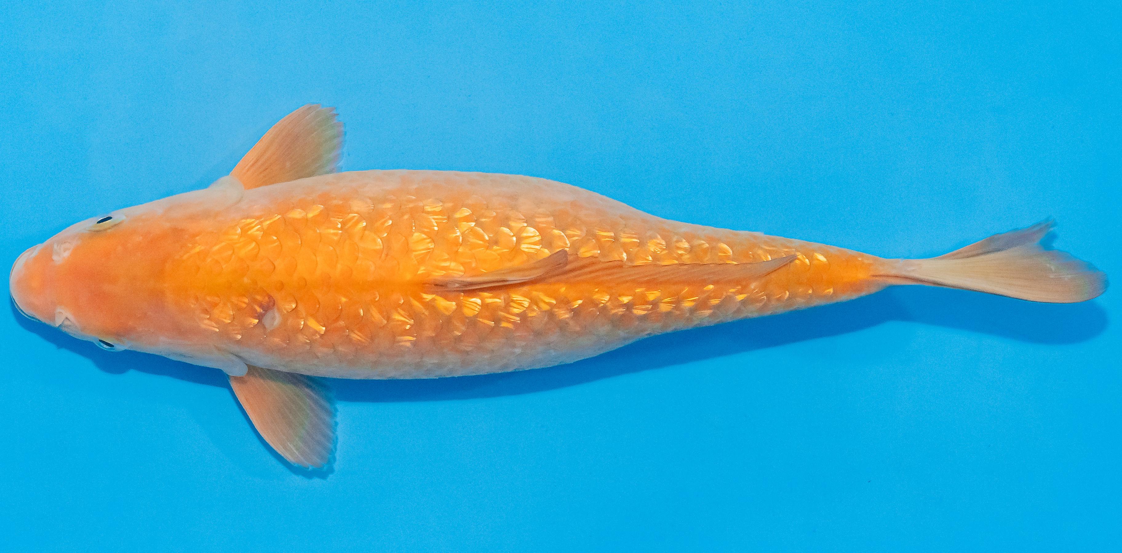 Koi 30-35cm Nr. 1388