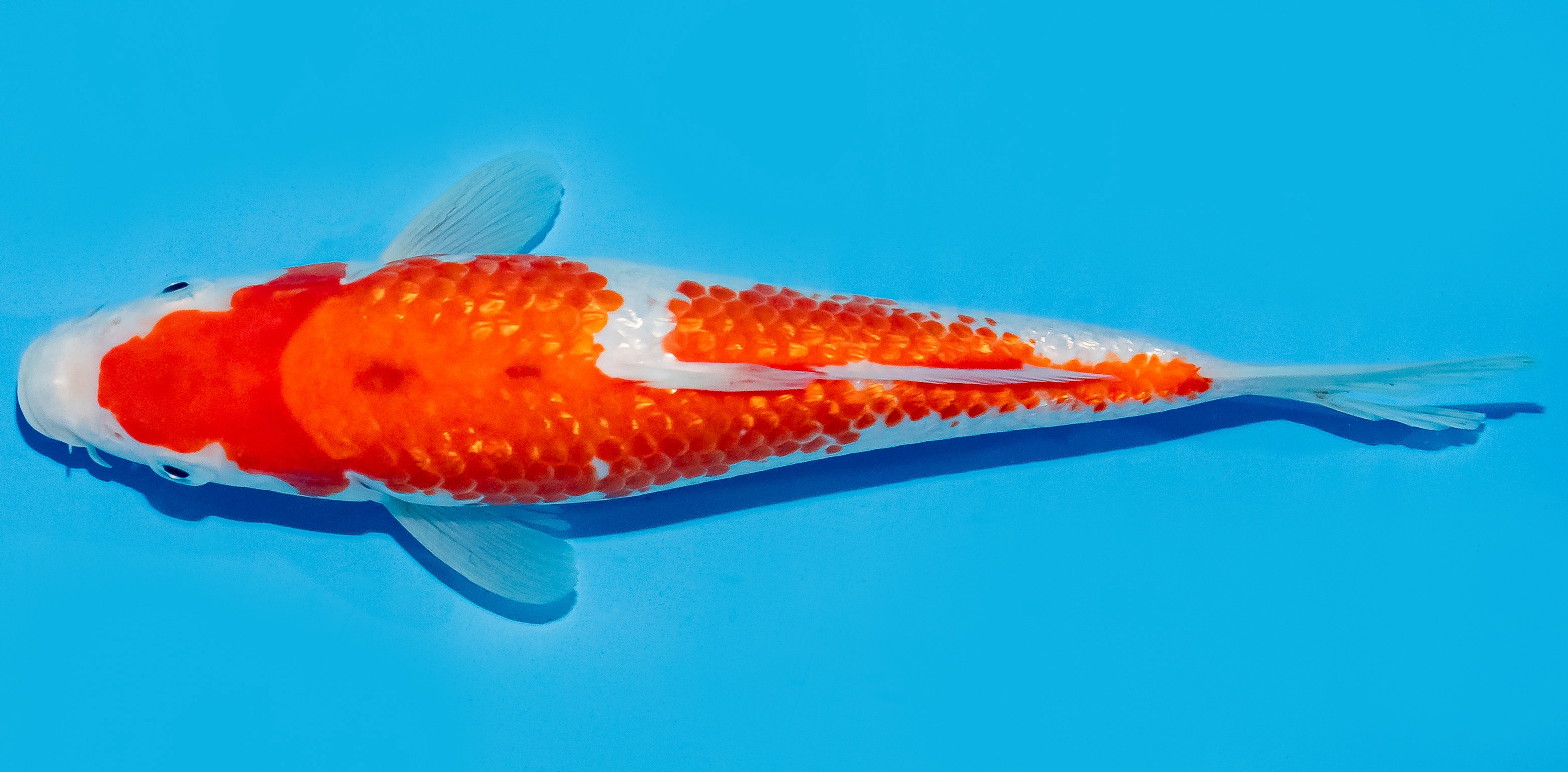 Koi 20-25cm Nr. 8616