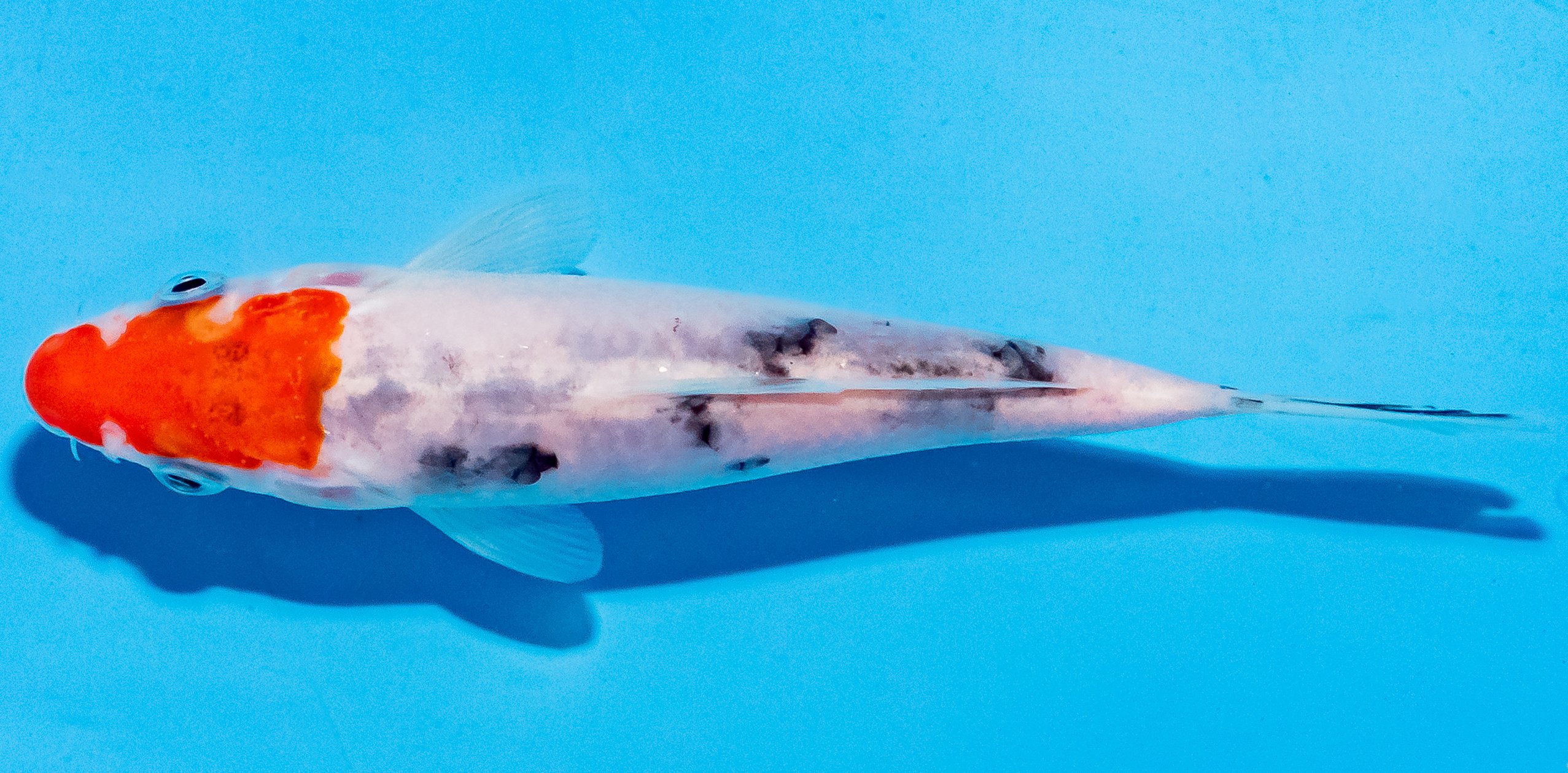 Koi 14-17cm Nr. 4783