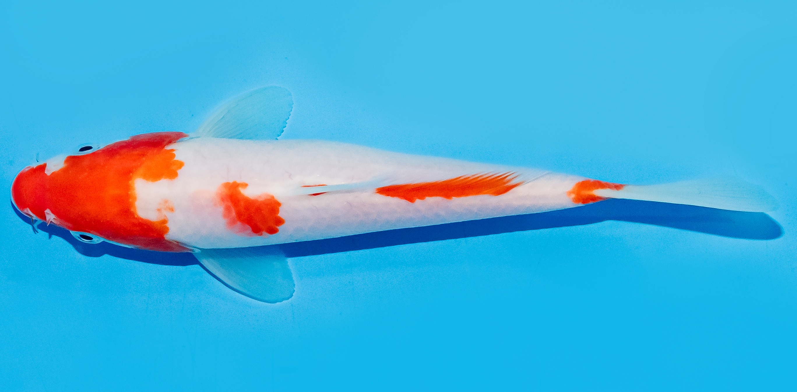 Koi 17-20cm Nr. 7779