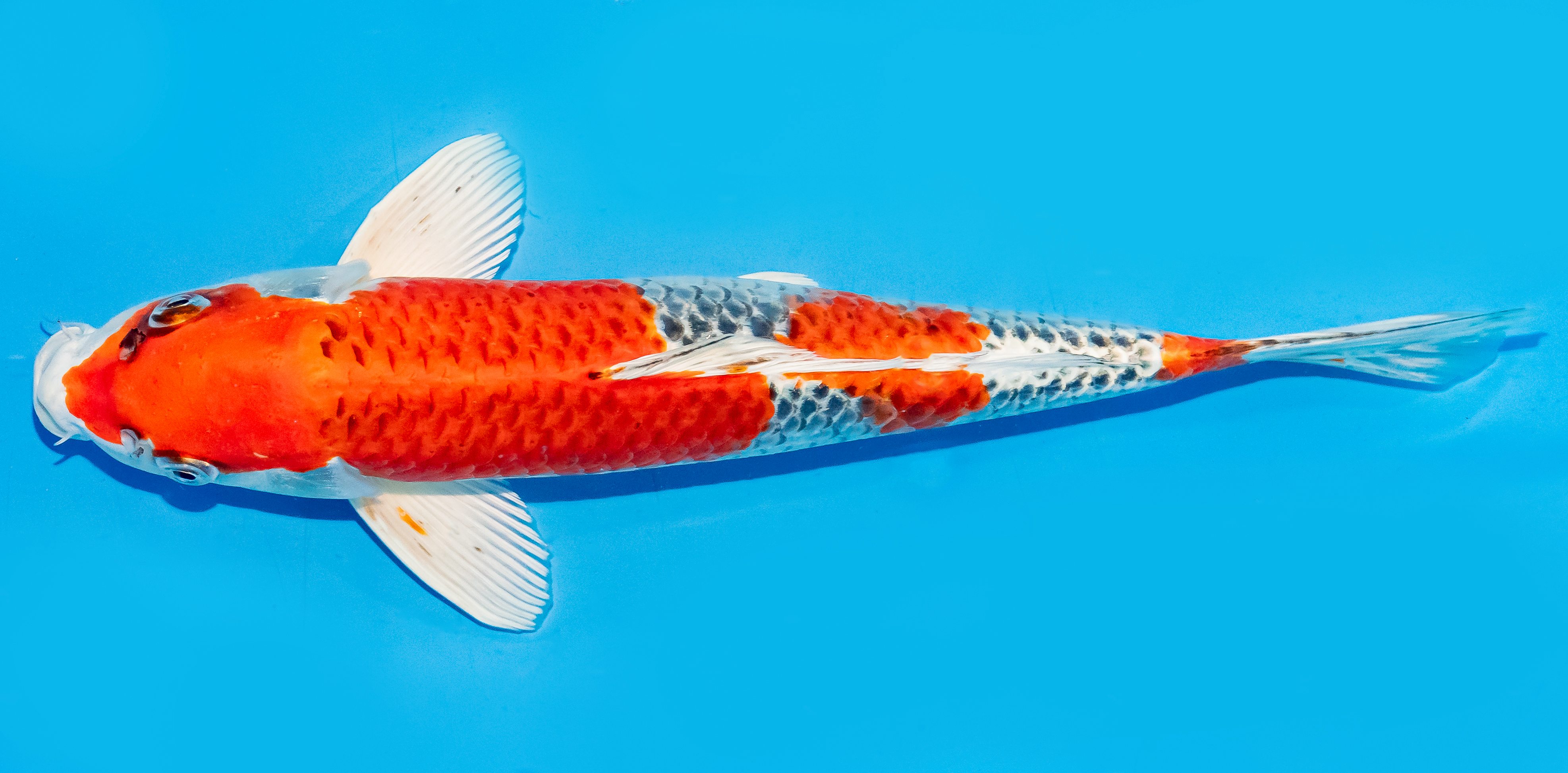 Koi 30-35cm Nr. 7625