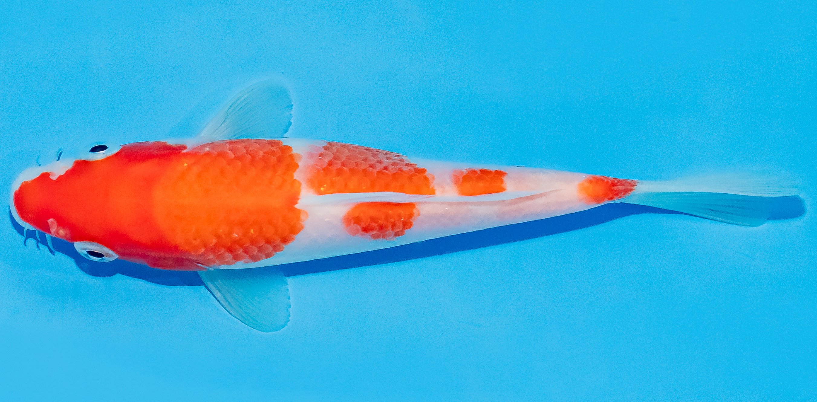 Koi 14-17cm Nr. 3146