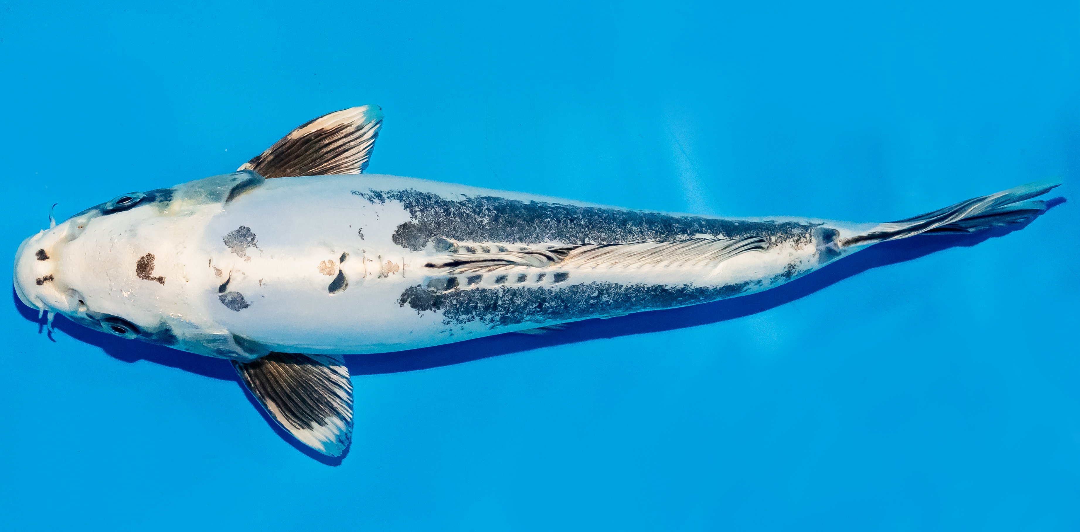 Koi 30-35cm Nr. 5115