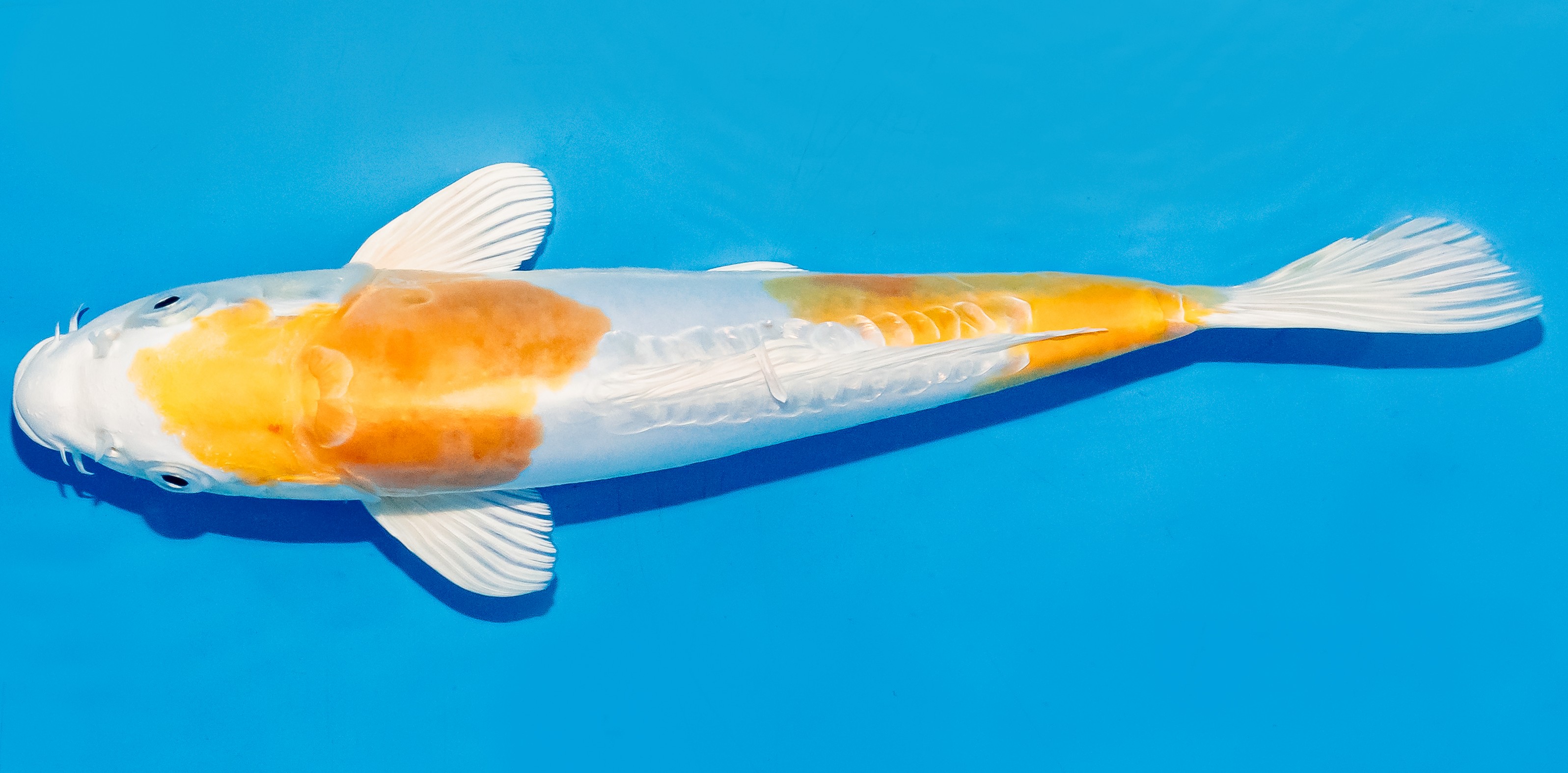 Koi 25-30cm Nr. 7922