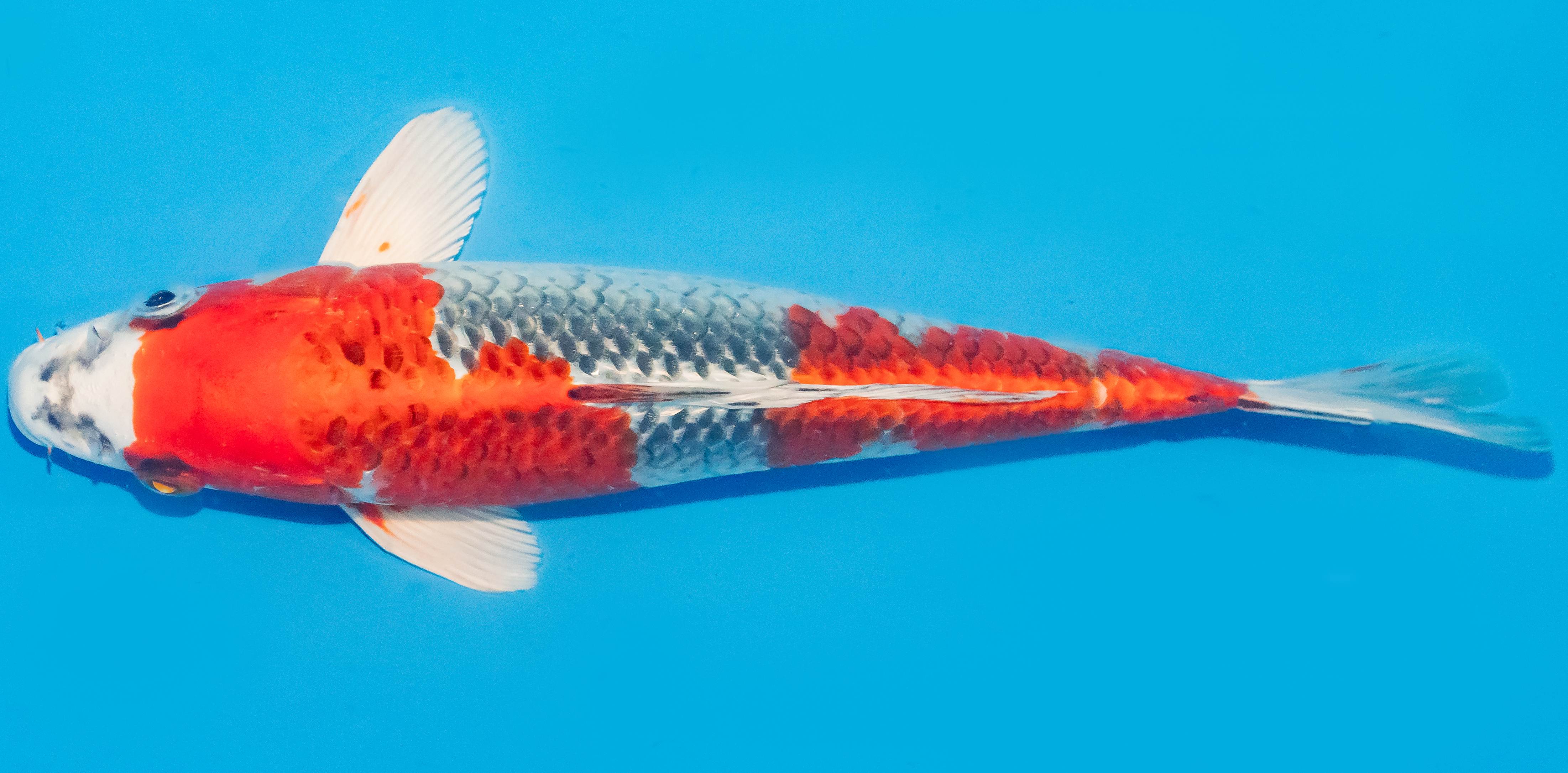 Koi 25-30cm Nr. 1619