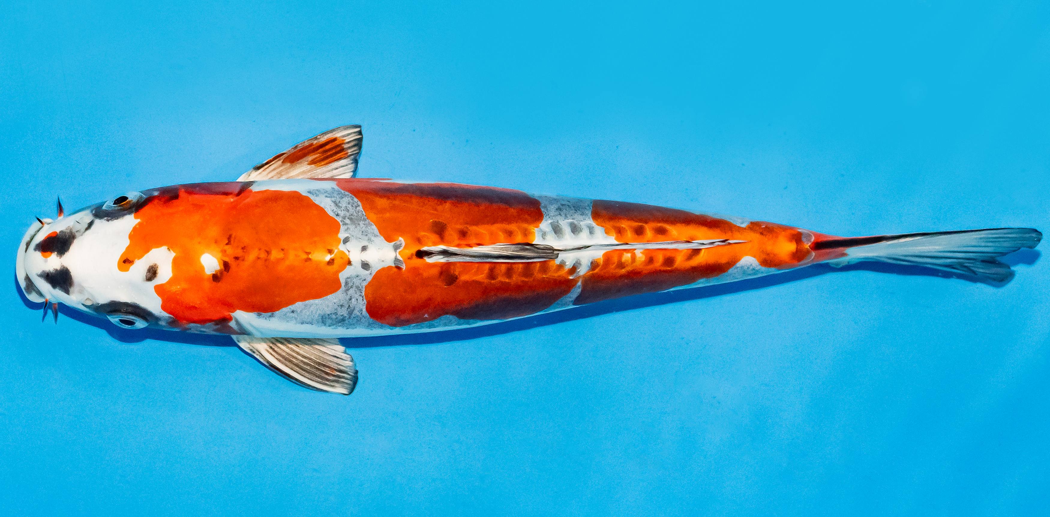 Koi 25-30cm Nr. 7924