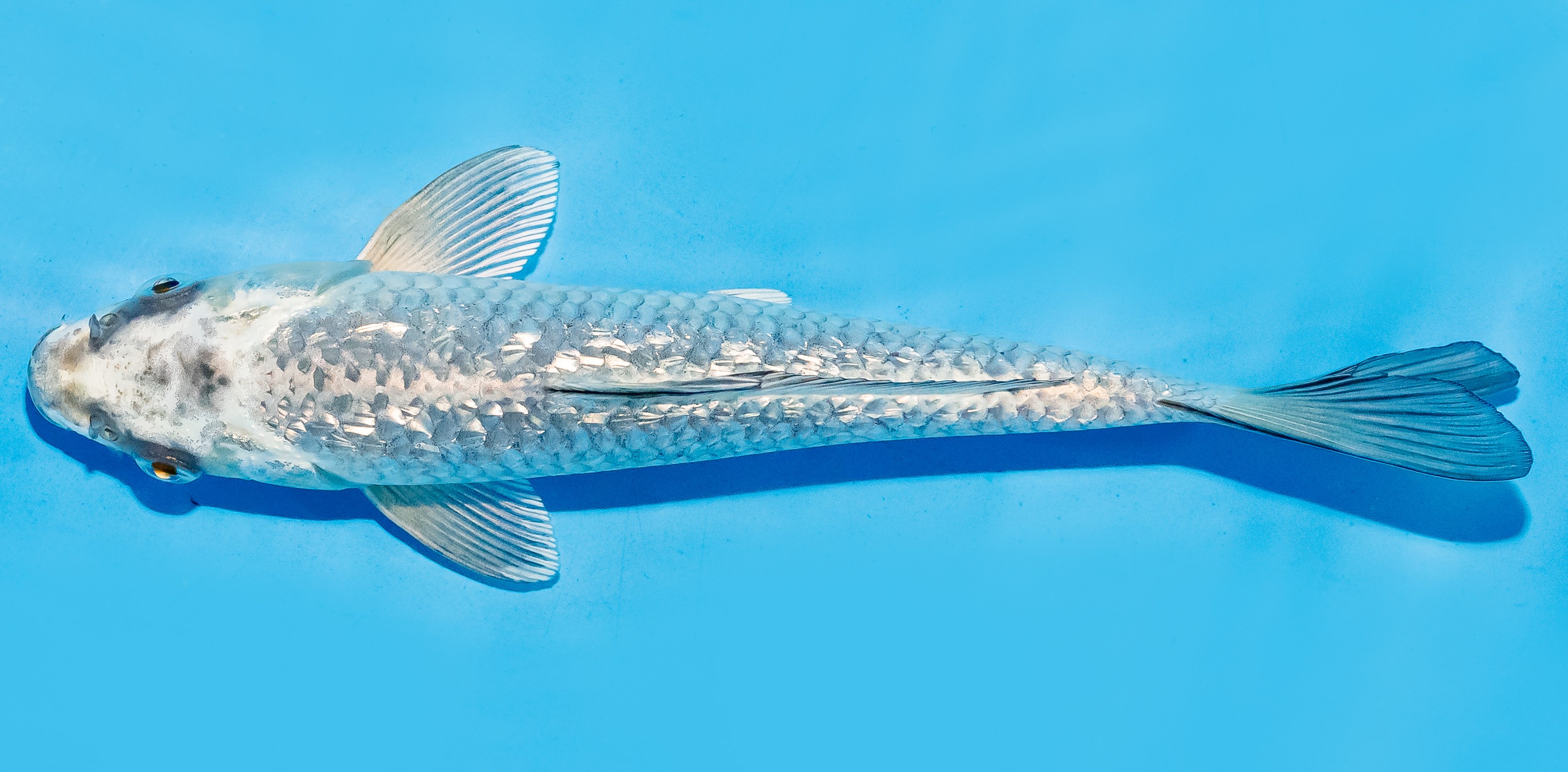 Koi 17-20cm Nr. 8791