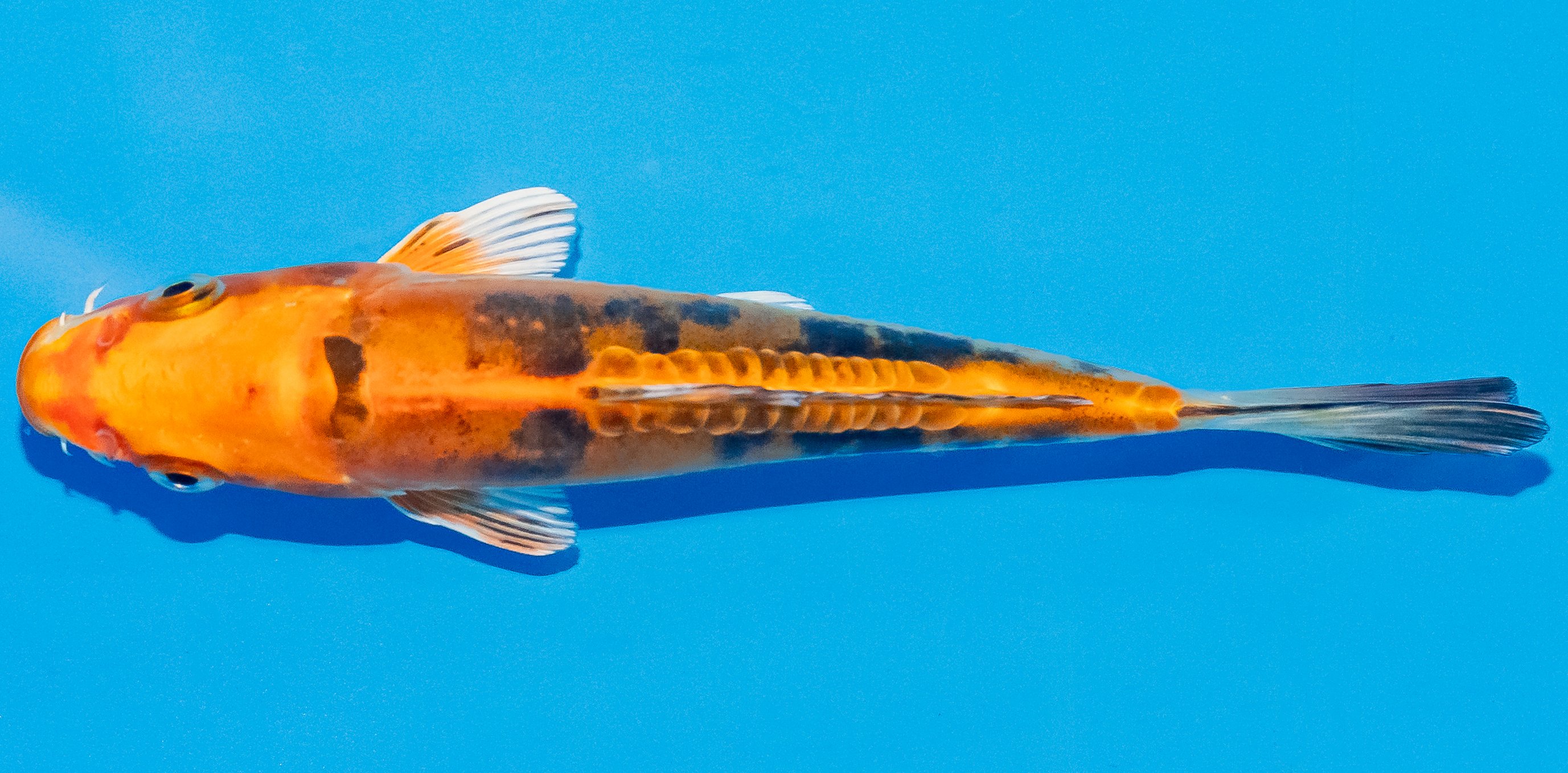 Koi 14-17cm Nr. 3162