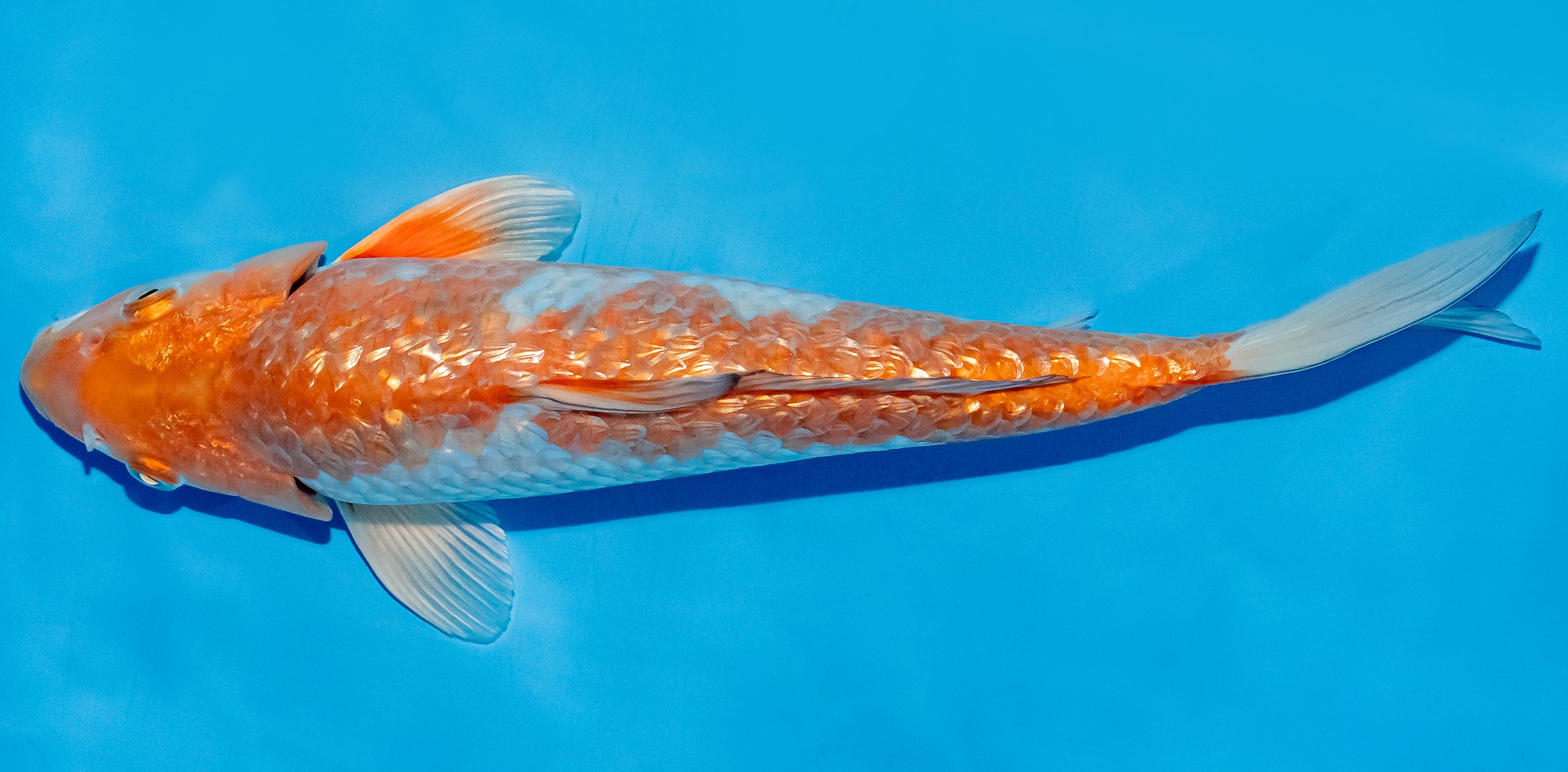 Koi 25-30cm Nr. 7958