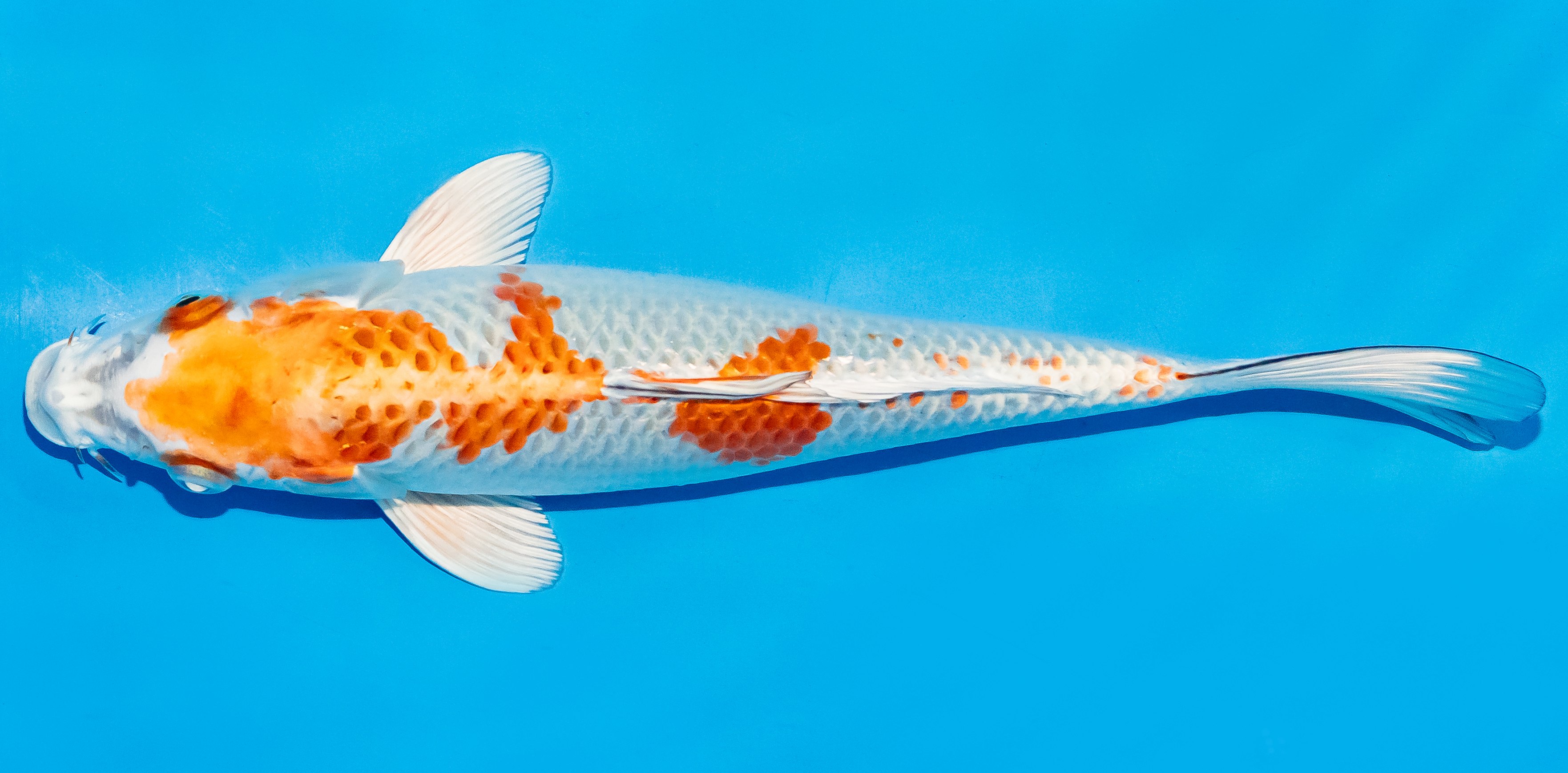 Koi 25-30cm Nr. 7944
