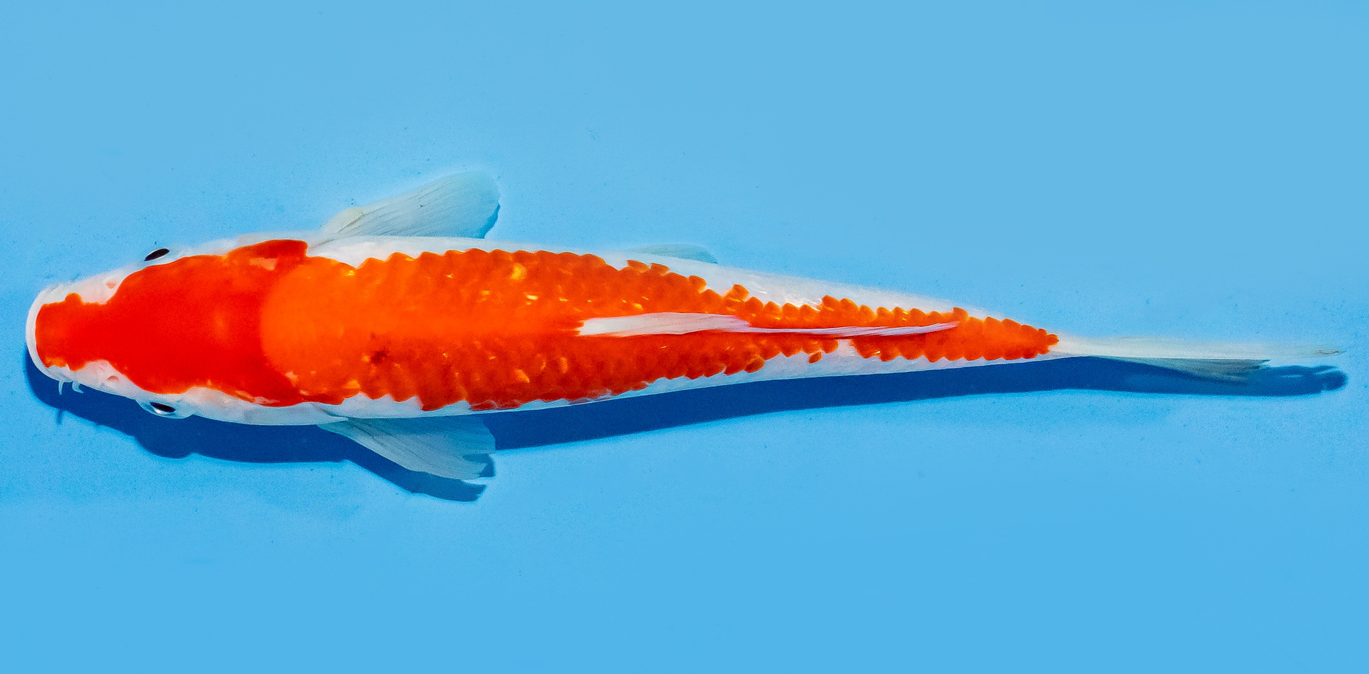 Koi 17-20cm Nr. 8765