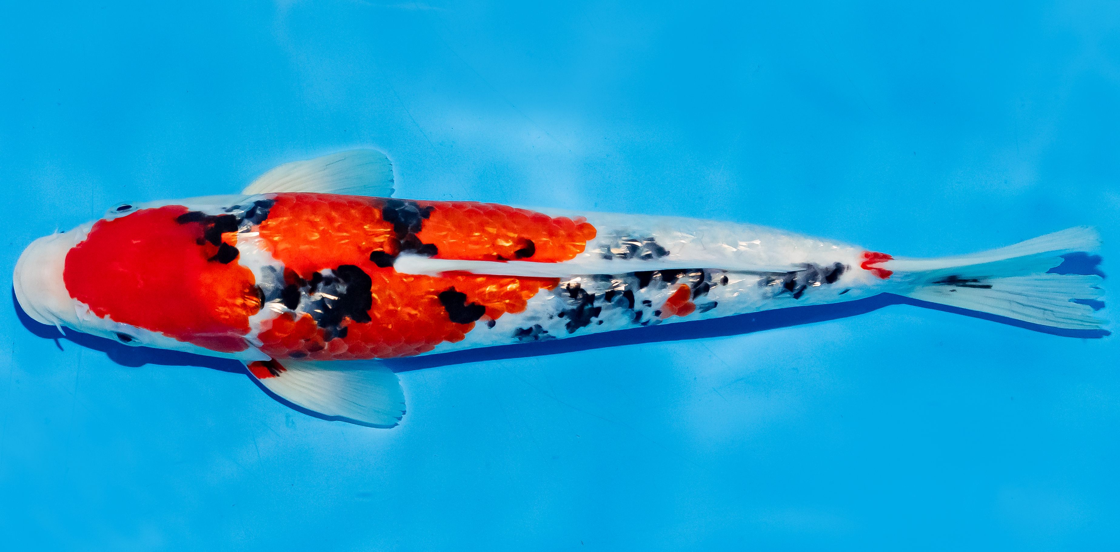 Koi 25-30cm Nr. 5215