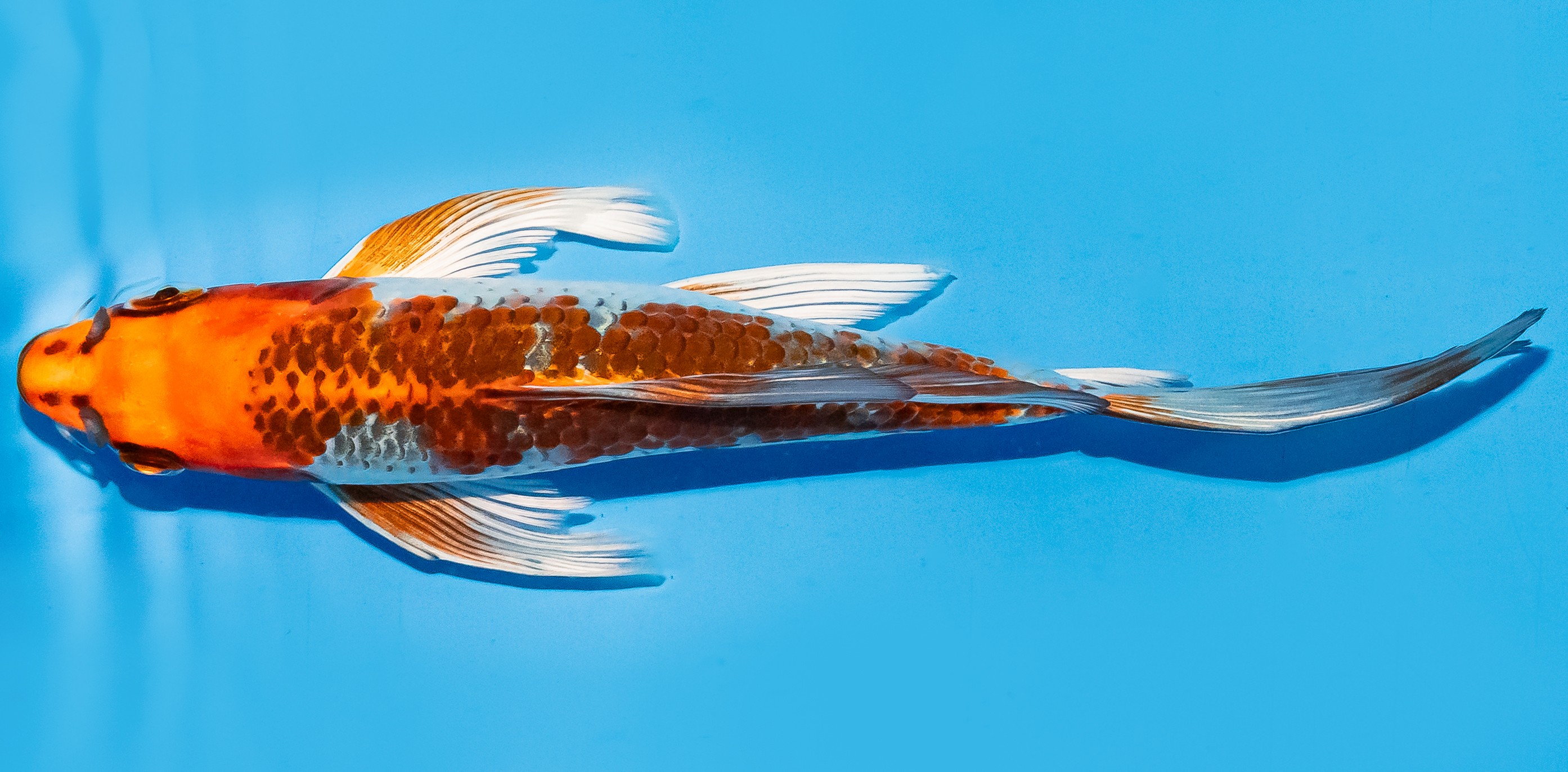 Butterfly Koi 17-20cm Nr. 5953