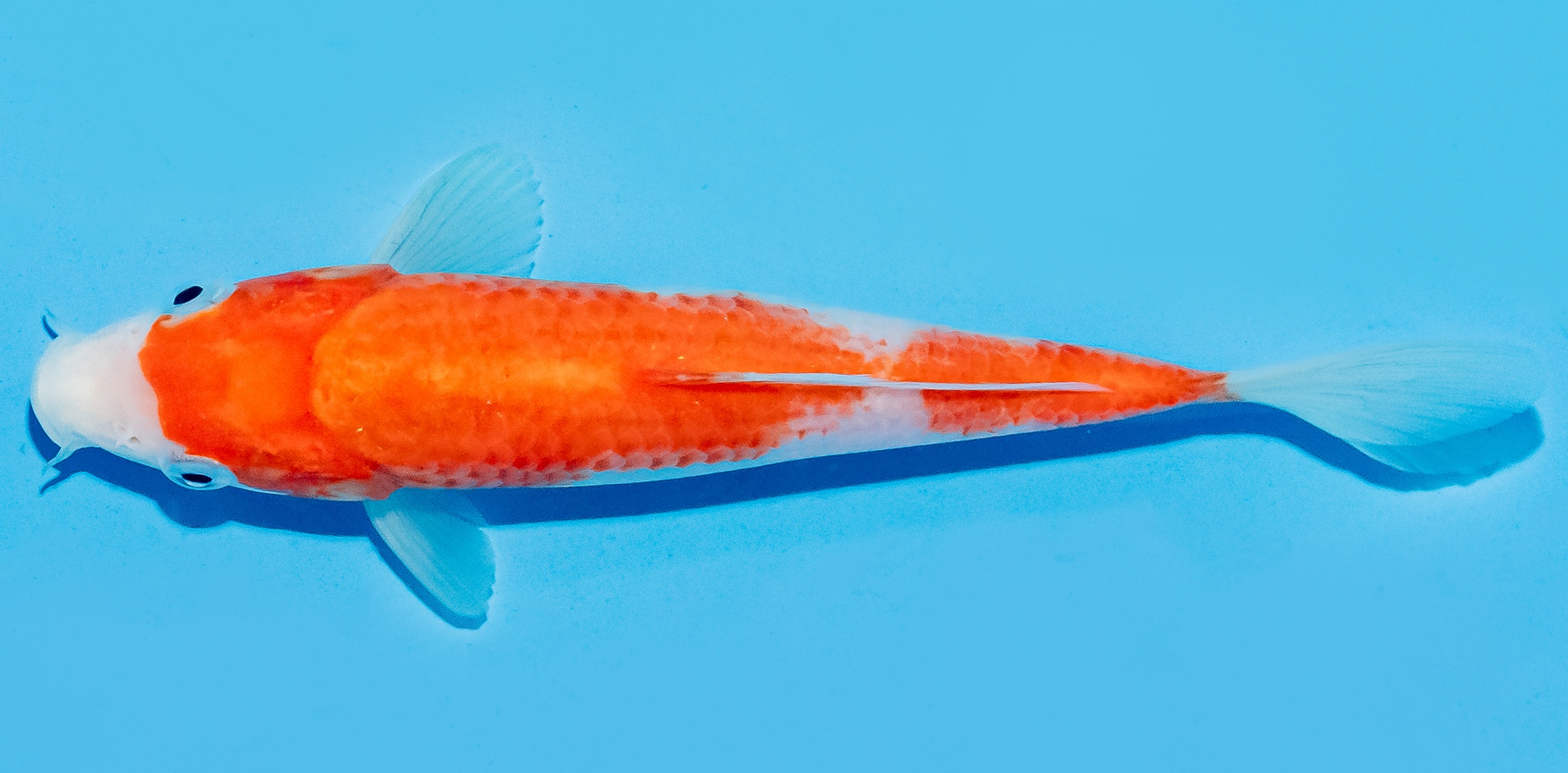 Koi 17-20cm Nr. 8754