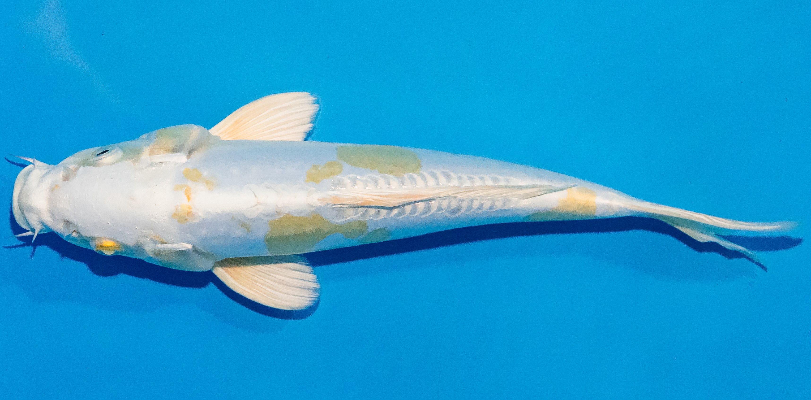 Koi 25-30cm Nr. 1700
