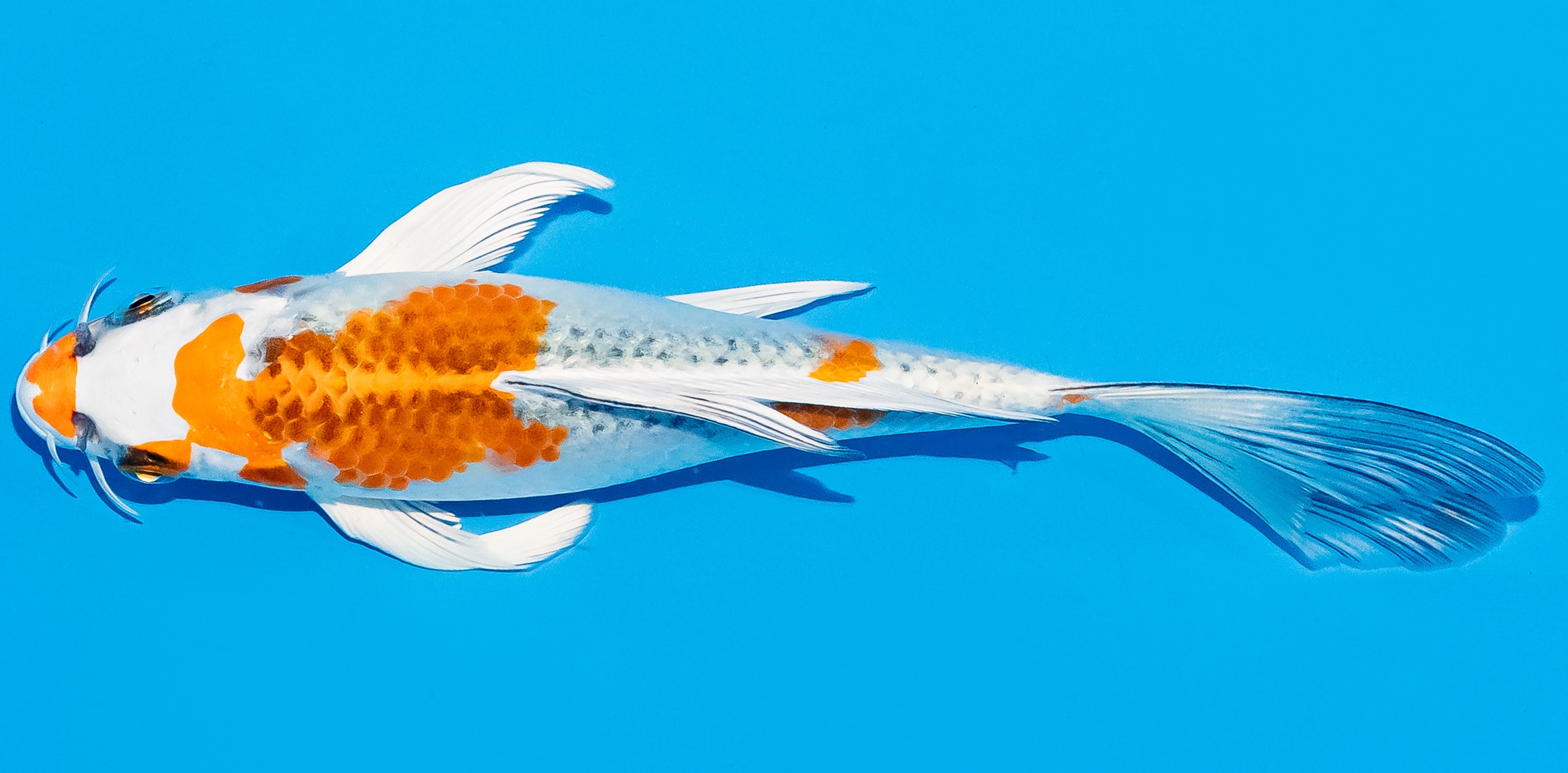 Butterfly Koi 20-25cm Nr. 5485