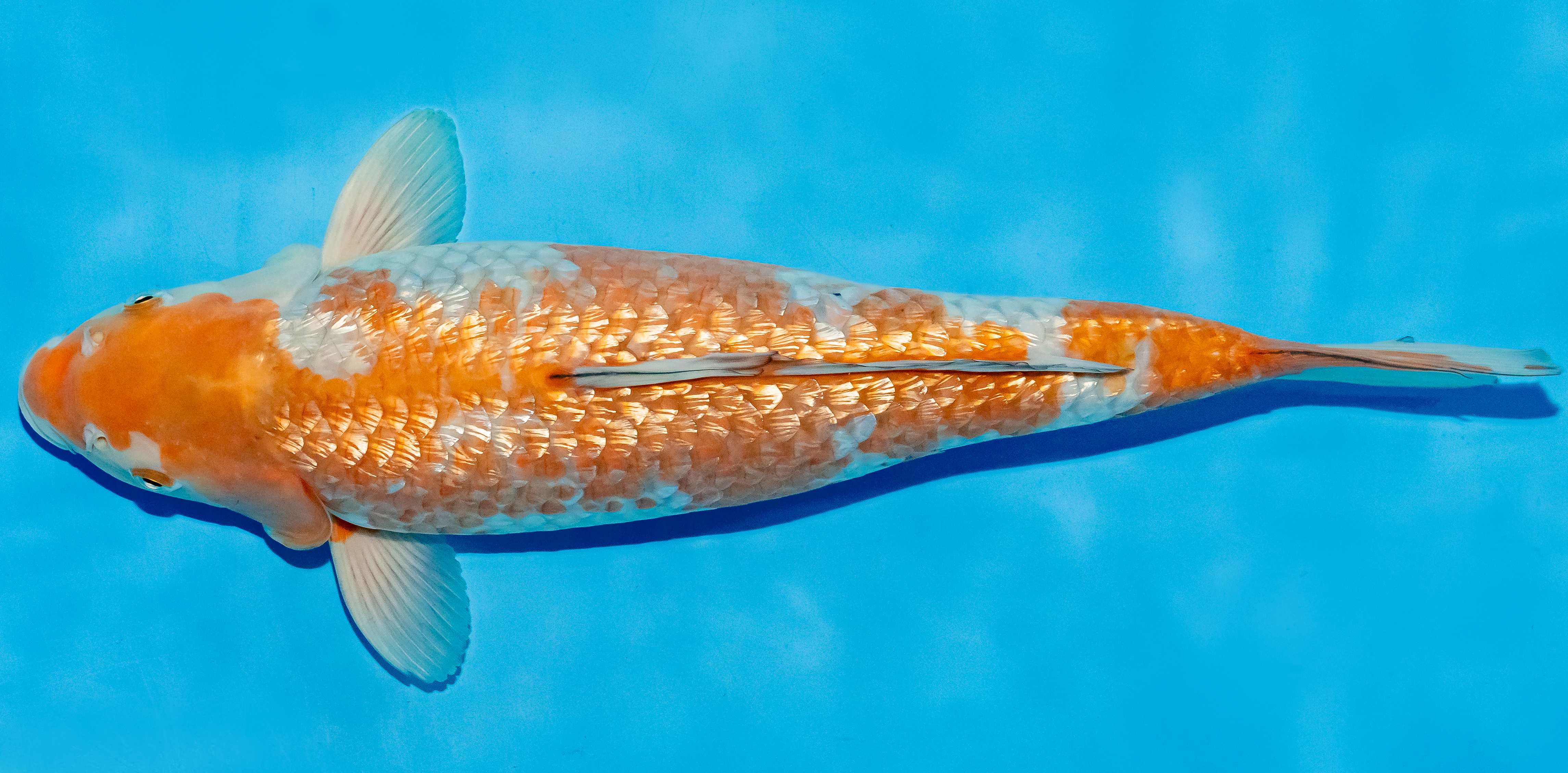 Koi 40-45cm Nr. 4944