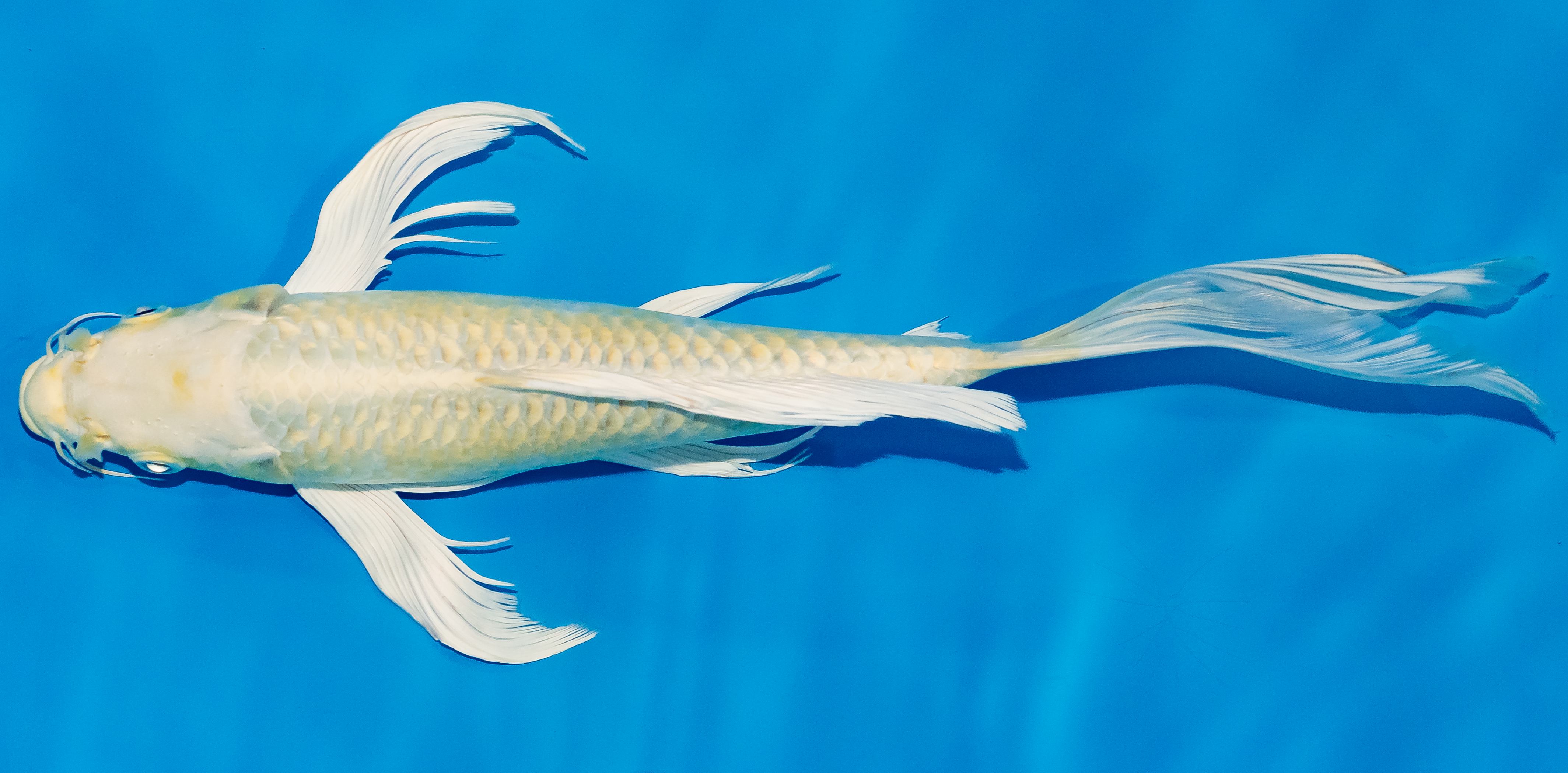 Butterfly Koi 25-30cm Nr. 2399