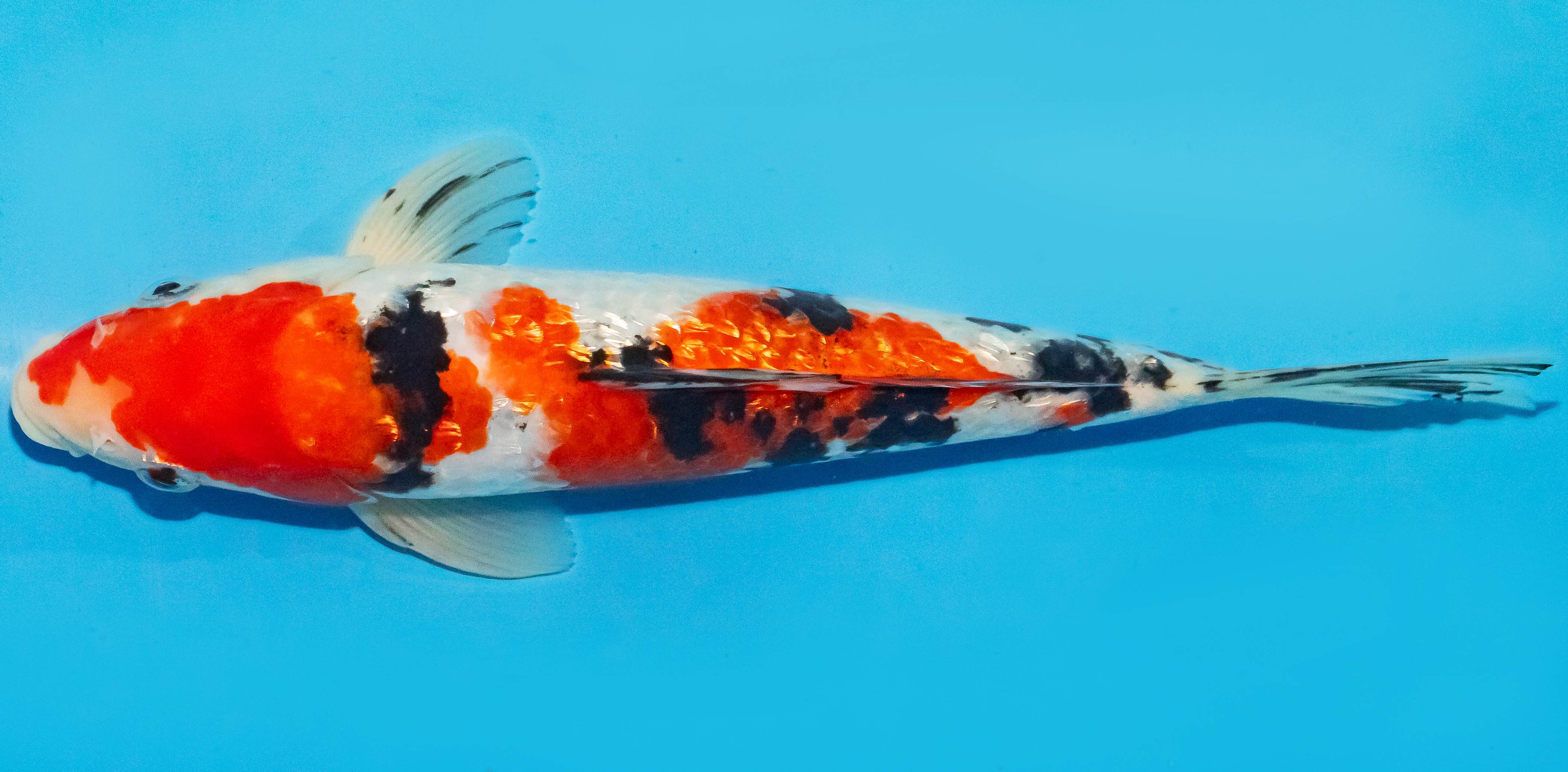 Koi 25-30cm Nr. 1568