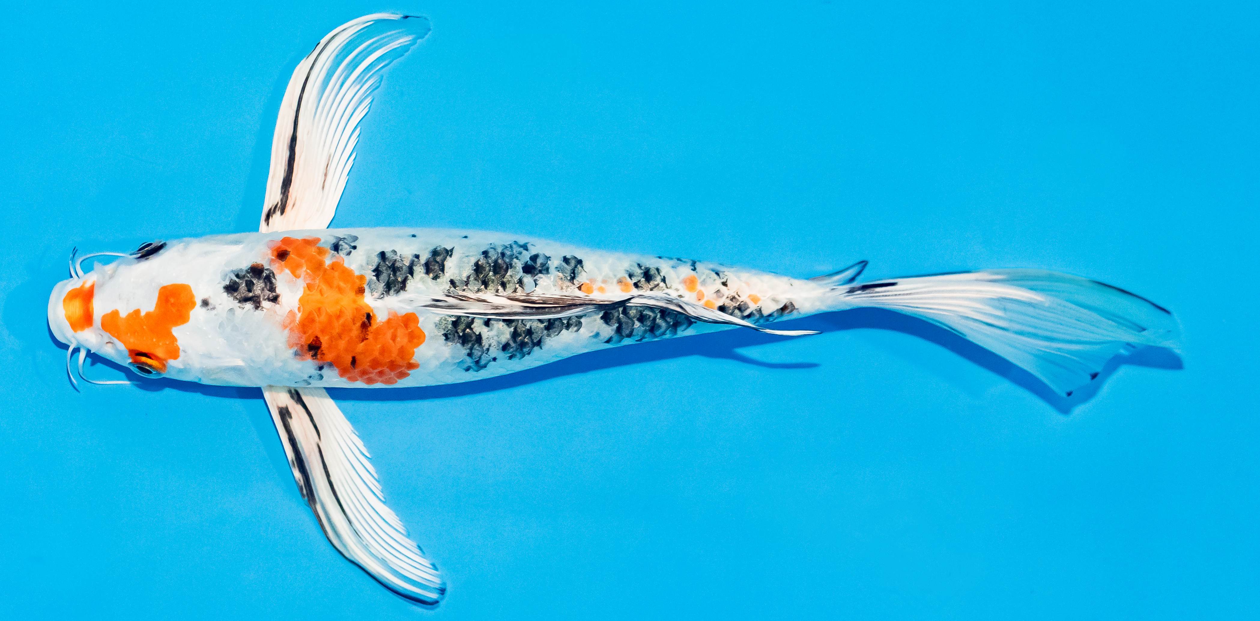 Butterfly Koi 25-30cm Nr. 2412