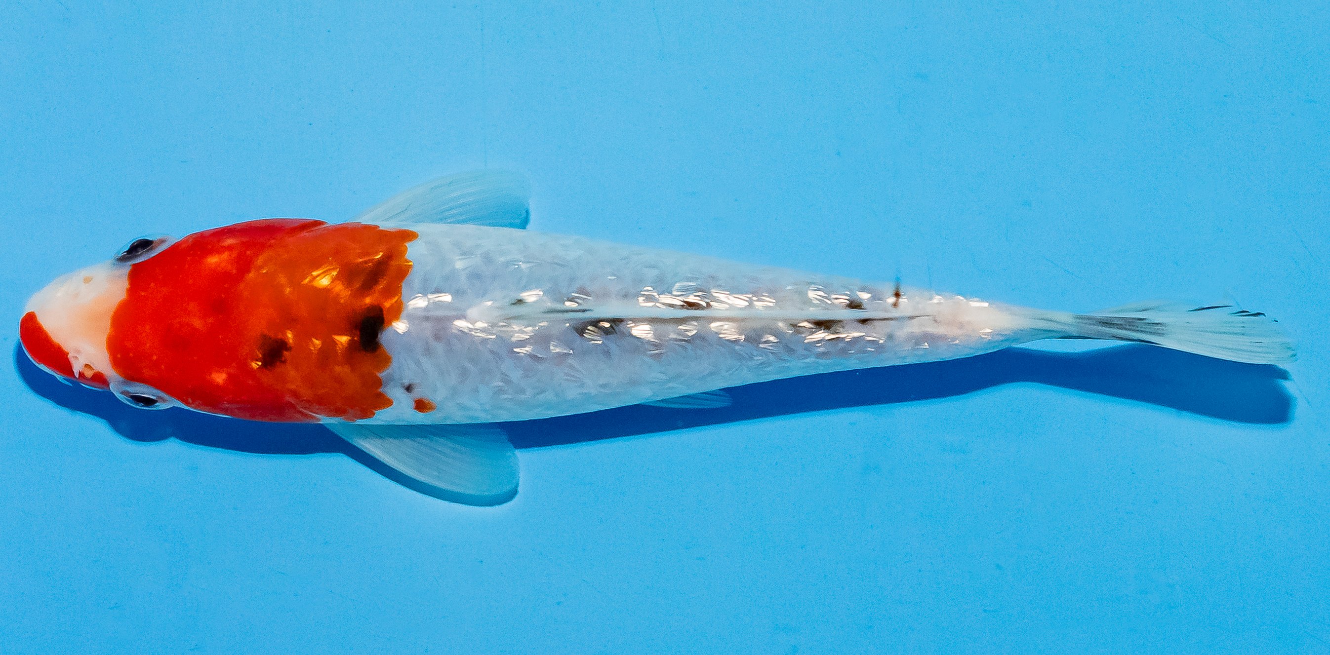 Koi 14-17cm Nr. 4712