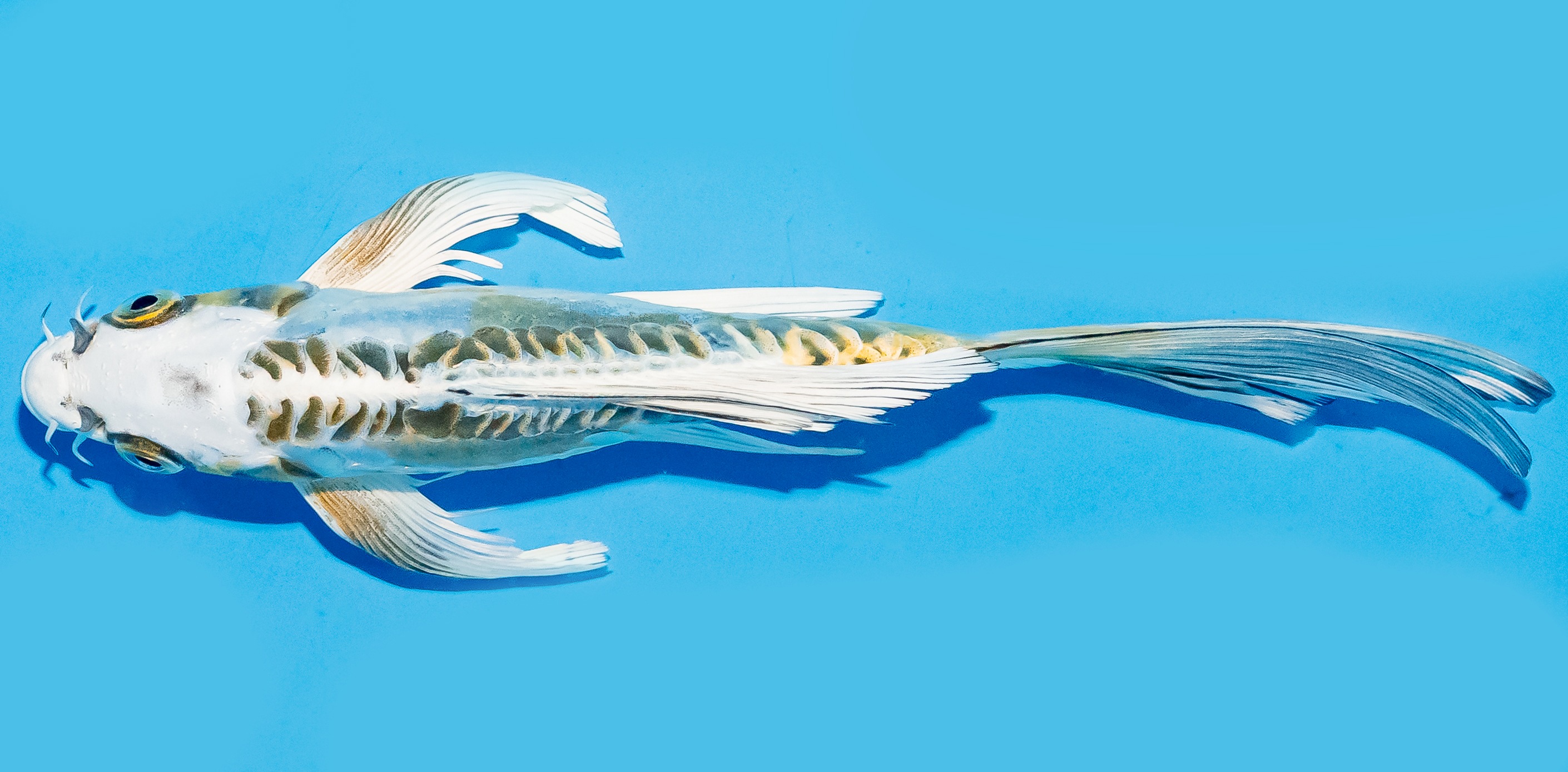 Butterfly Koi 17-20cm Nr. 5937