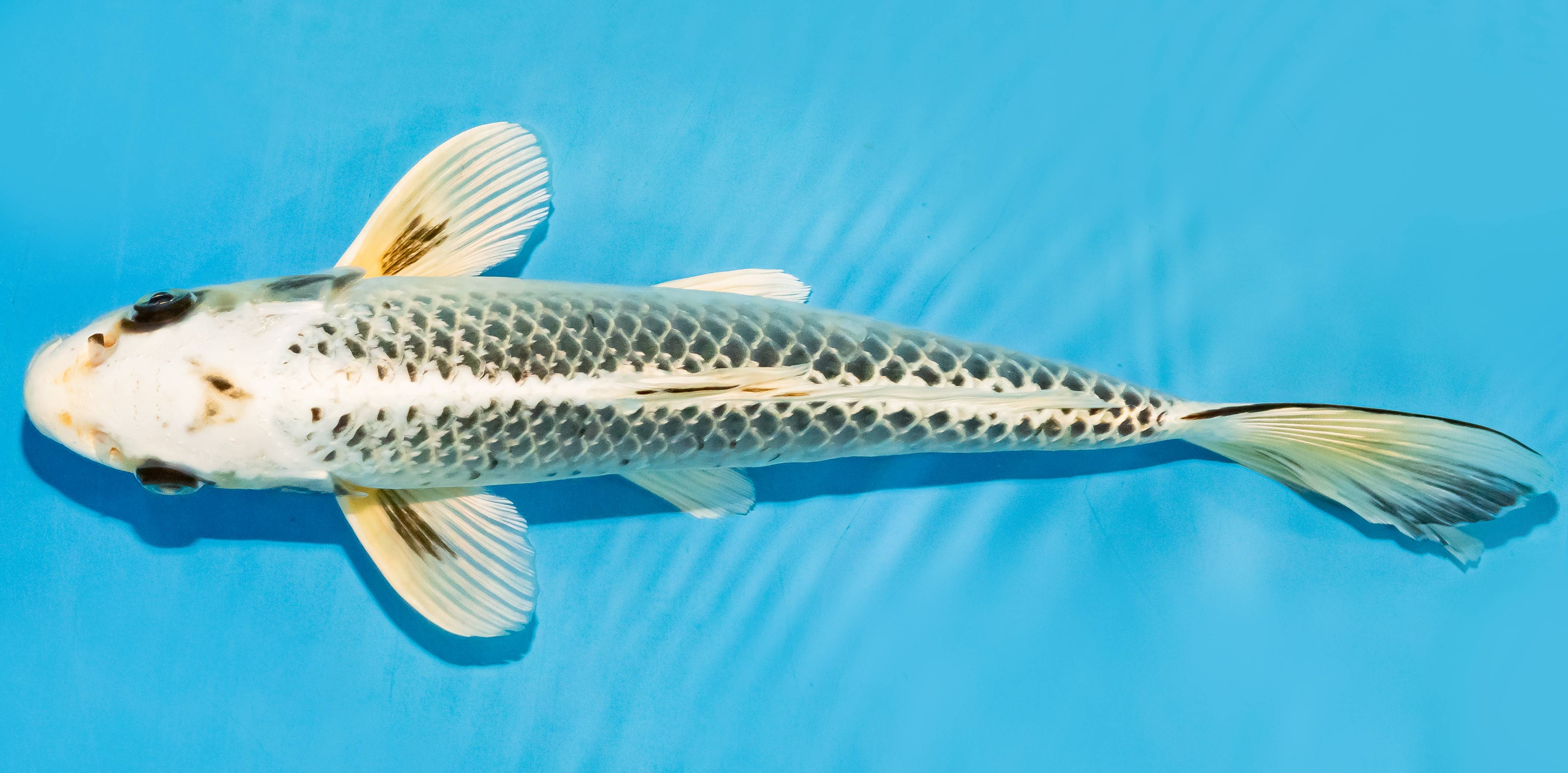 Koi 30-35cm Nr. 7656