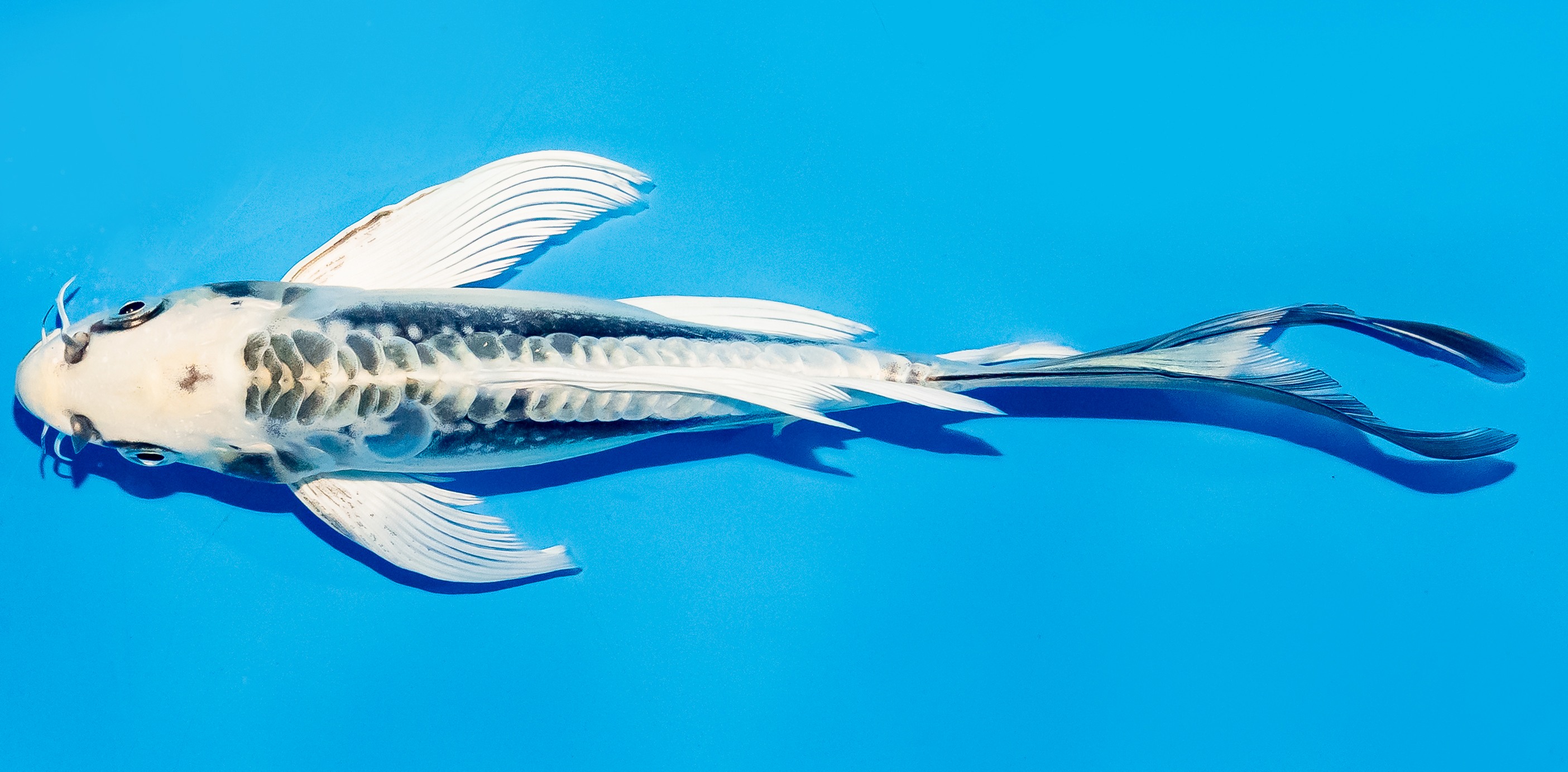 Butterfly Koi 20-25cm Nr. 5514