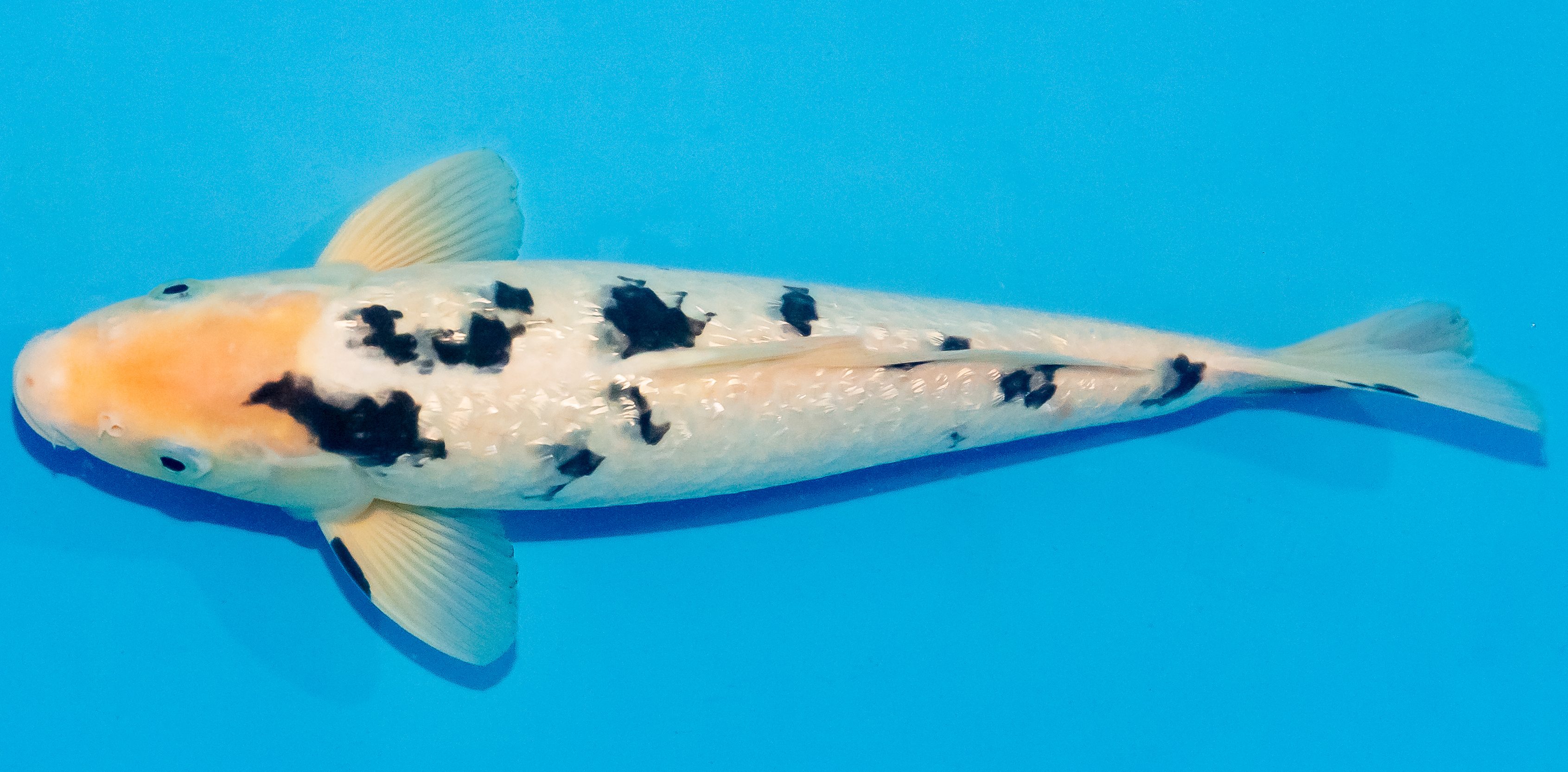 Koi 30-35cm Nr. 1424