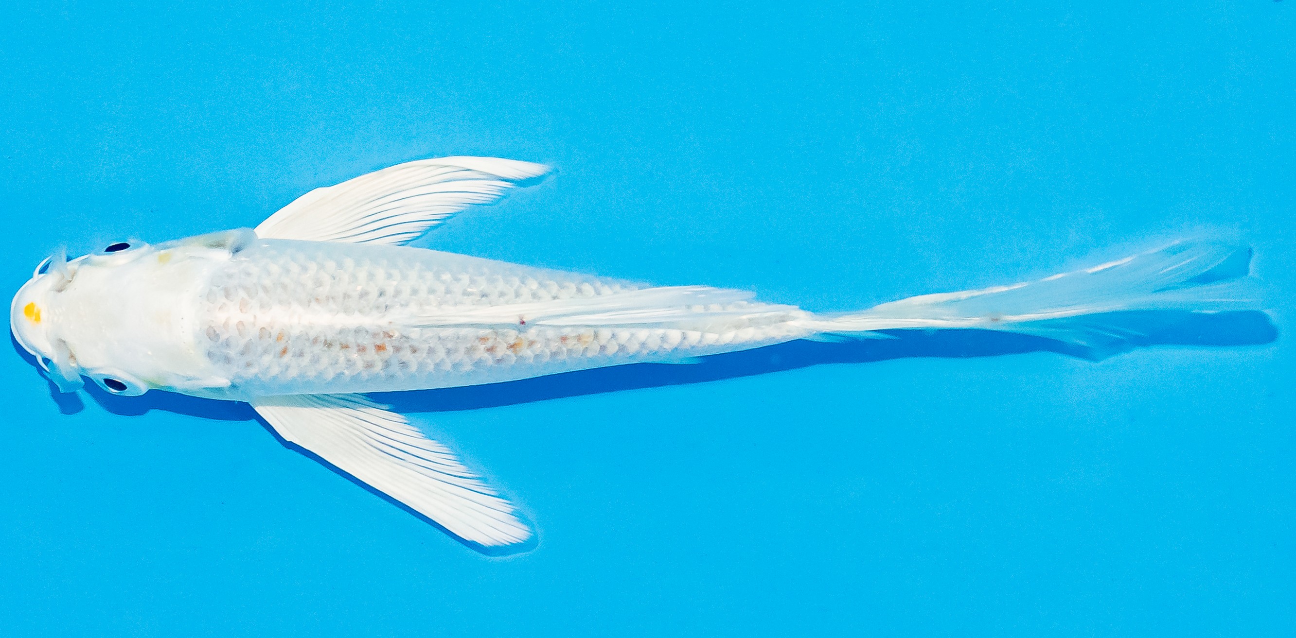 Butterfly Koi 14-17cm Nr. 3706