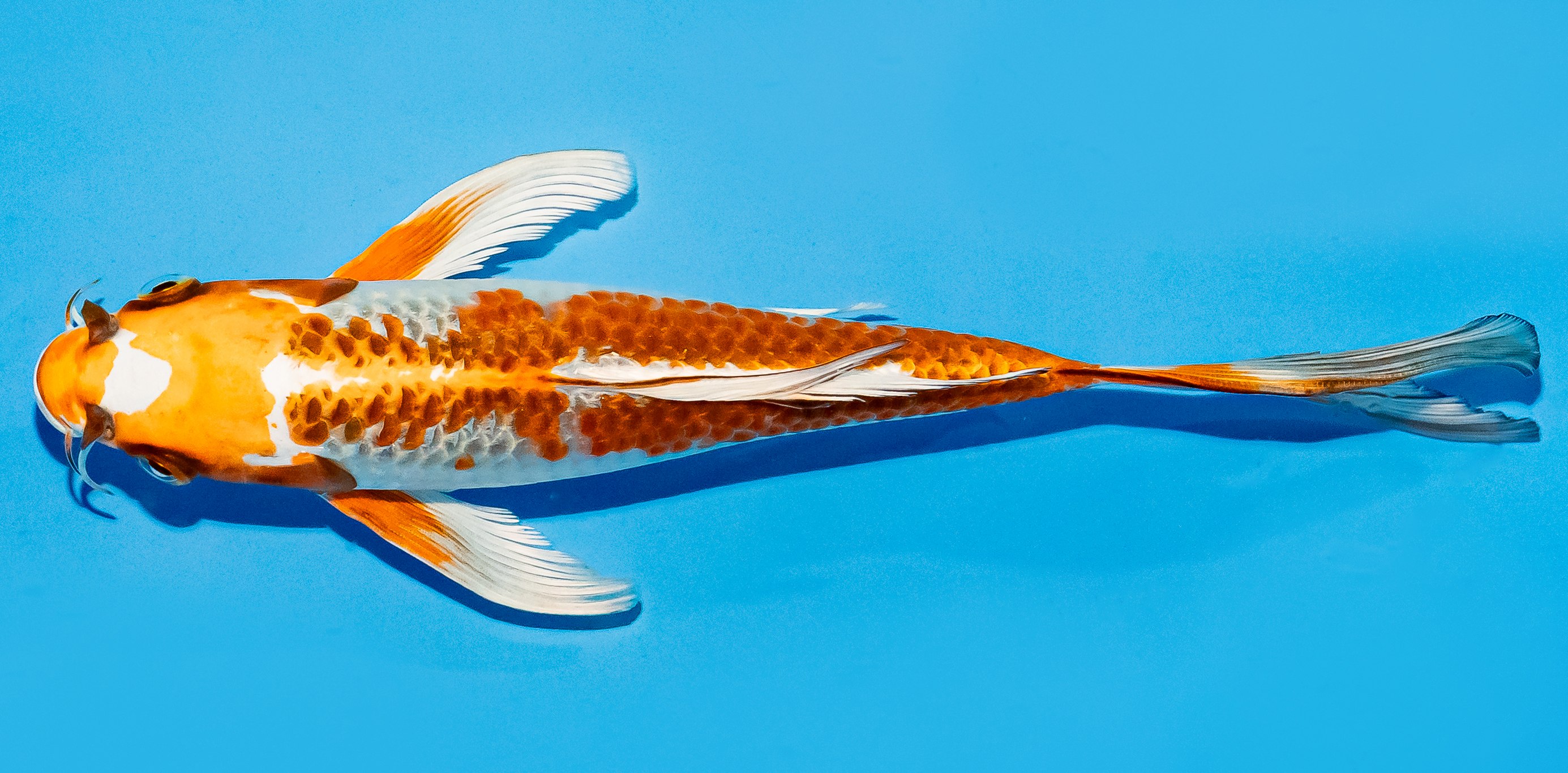 Butterfly Koi 20-25cm Nr. 5456